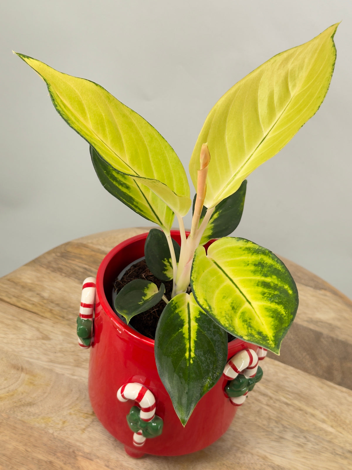 AGLAONEMA GOLD M12