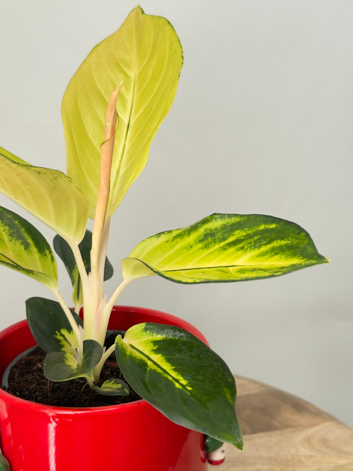 AGLAONEMA GOLD M12