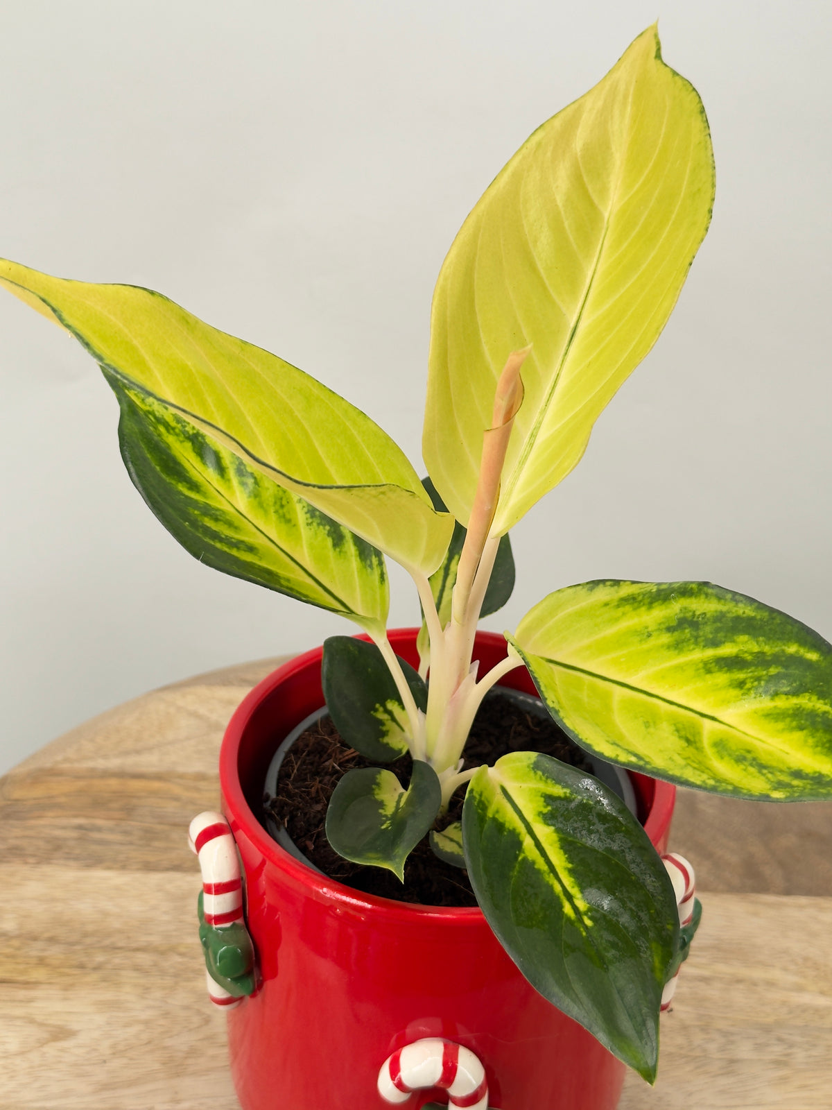 AGLAONEMA GOLD M12