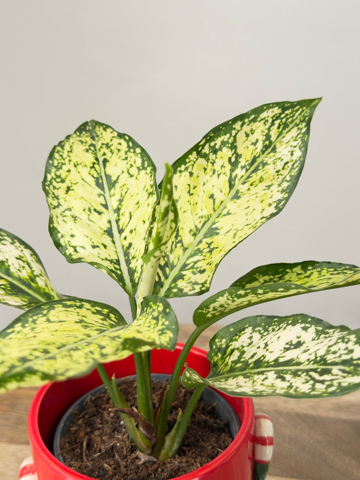AGLAONEMA WHITE DIAMOND M9