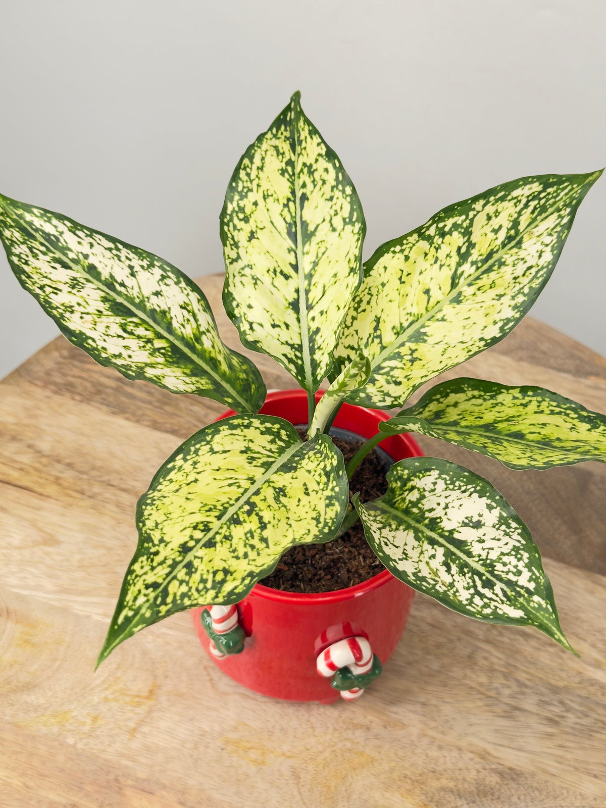 AGLAONEMA WHITE DIAMOND M9