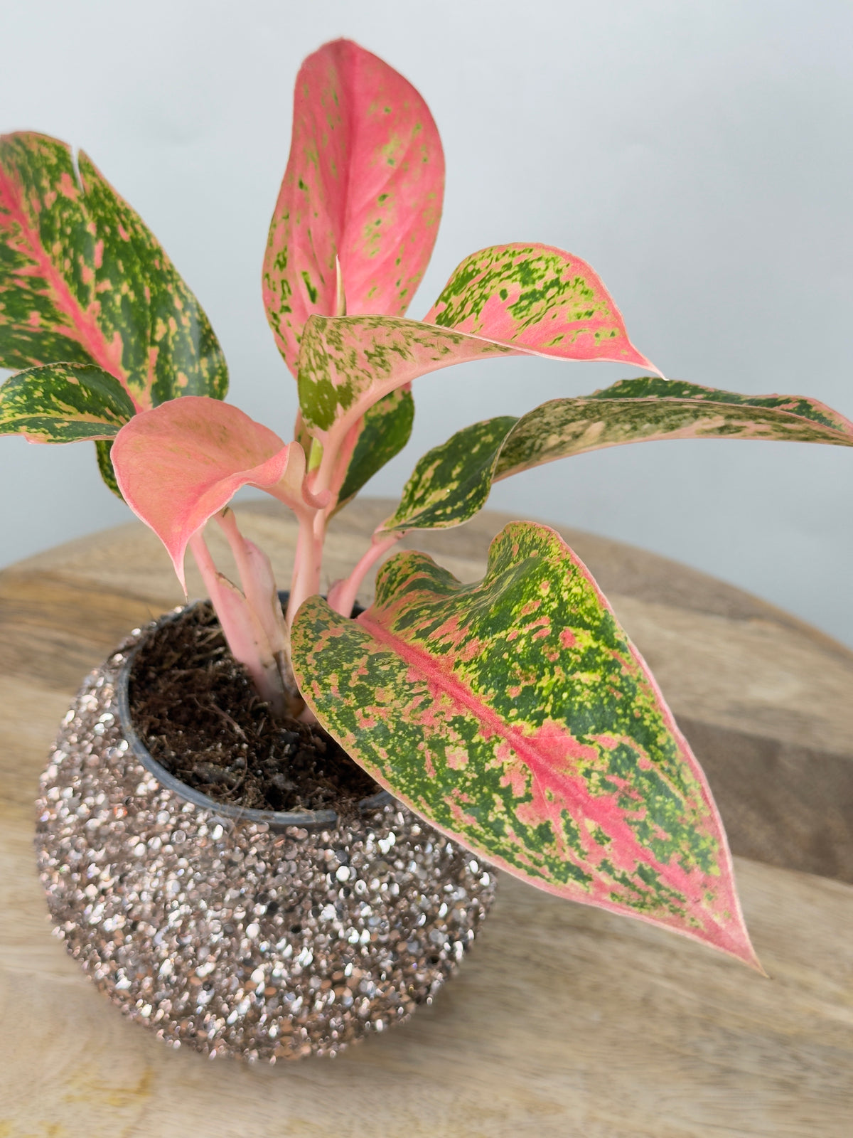AGLAONEMA LIPSTICK ROSADO 9CM