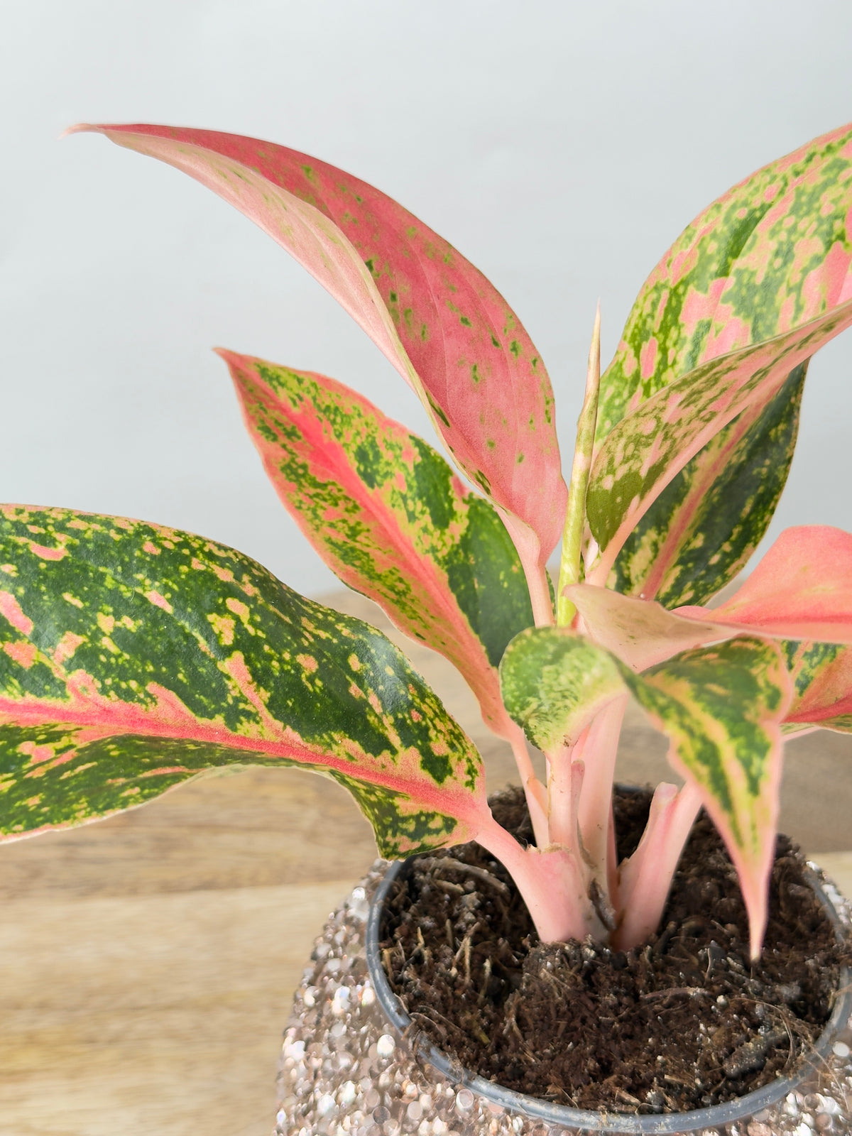 AGLAONEMA LIPSTICK ROSADO 9CM