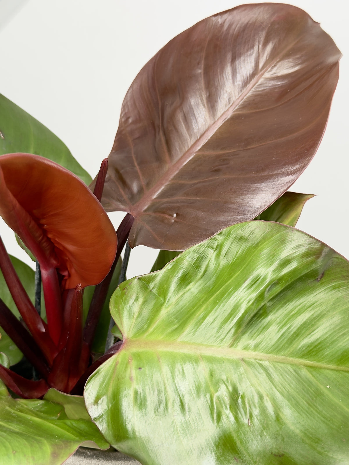 PHILODENDRON SUNLIGHT M12