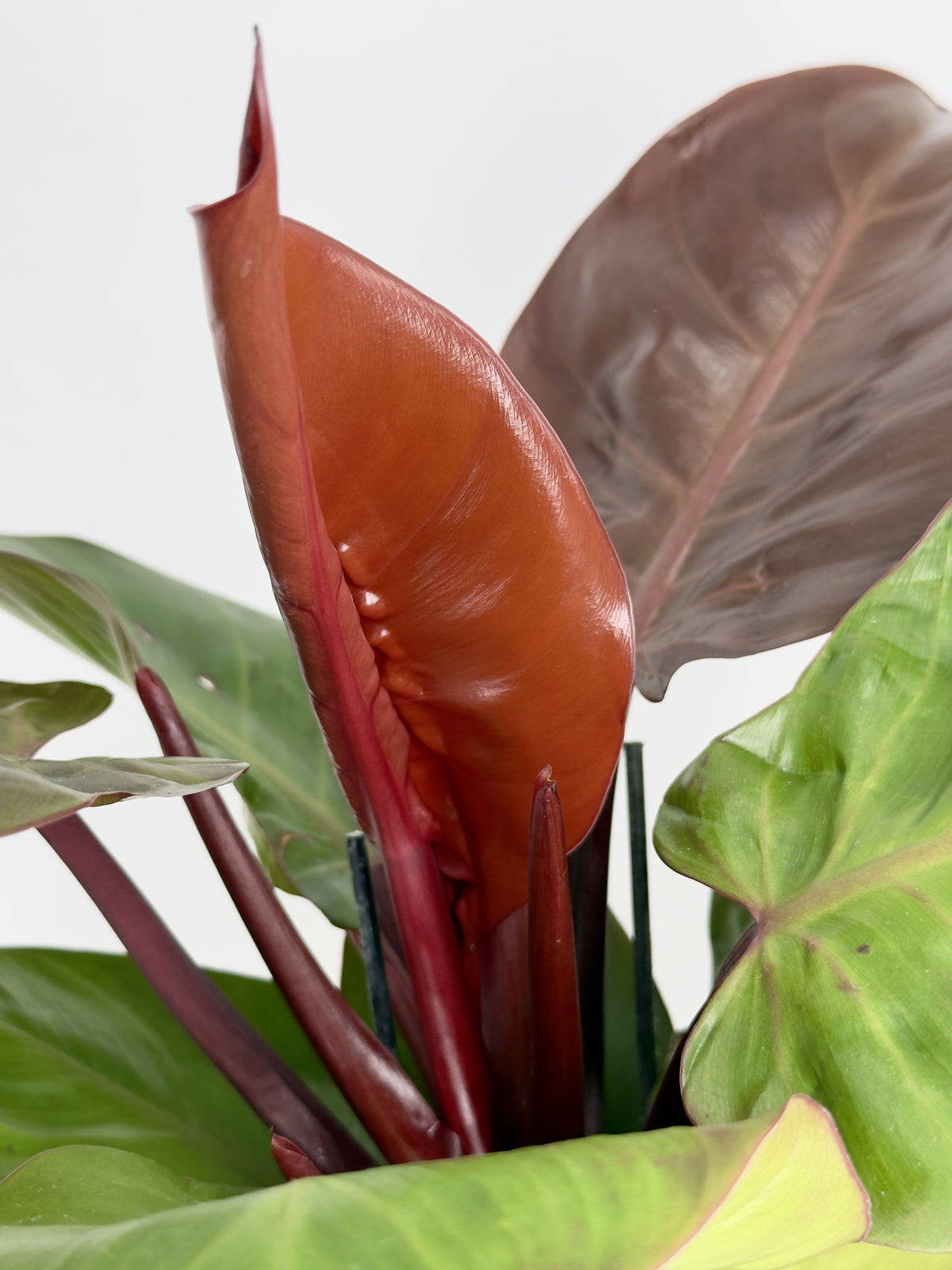 PHILODENDRON SUNLIGHT M12