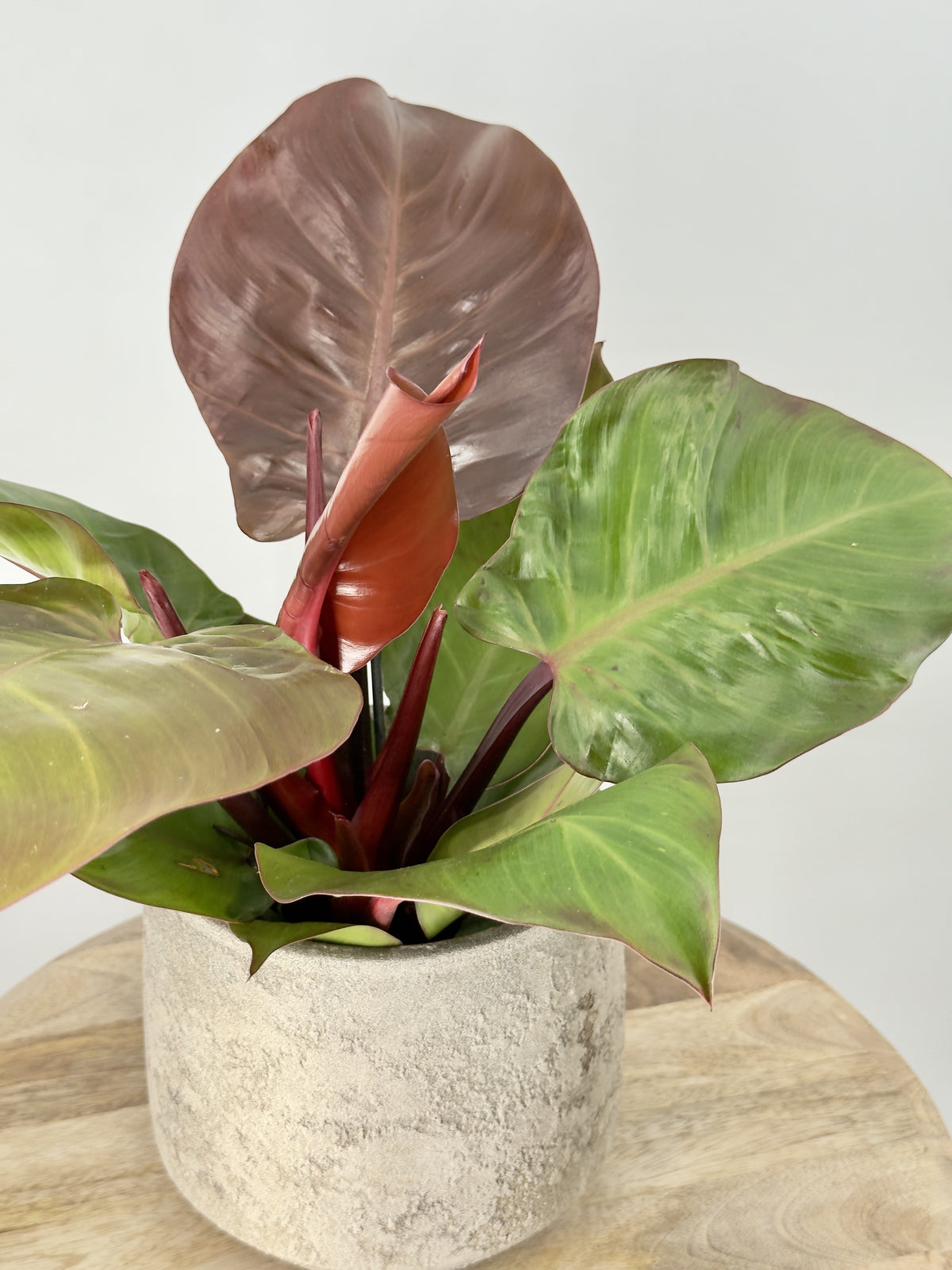 PHILODENDRON SUNLIGHT M12
