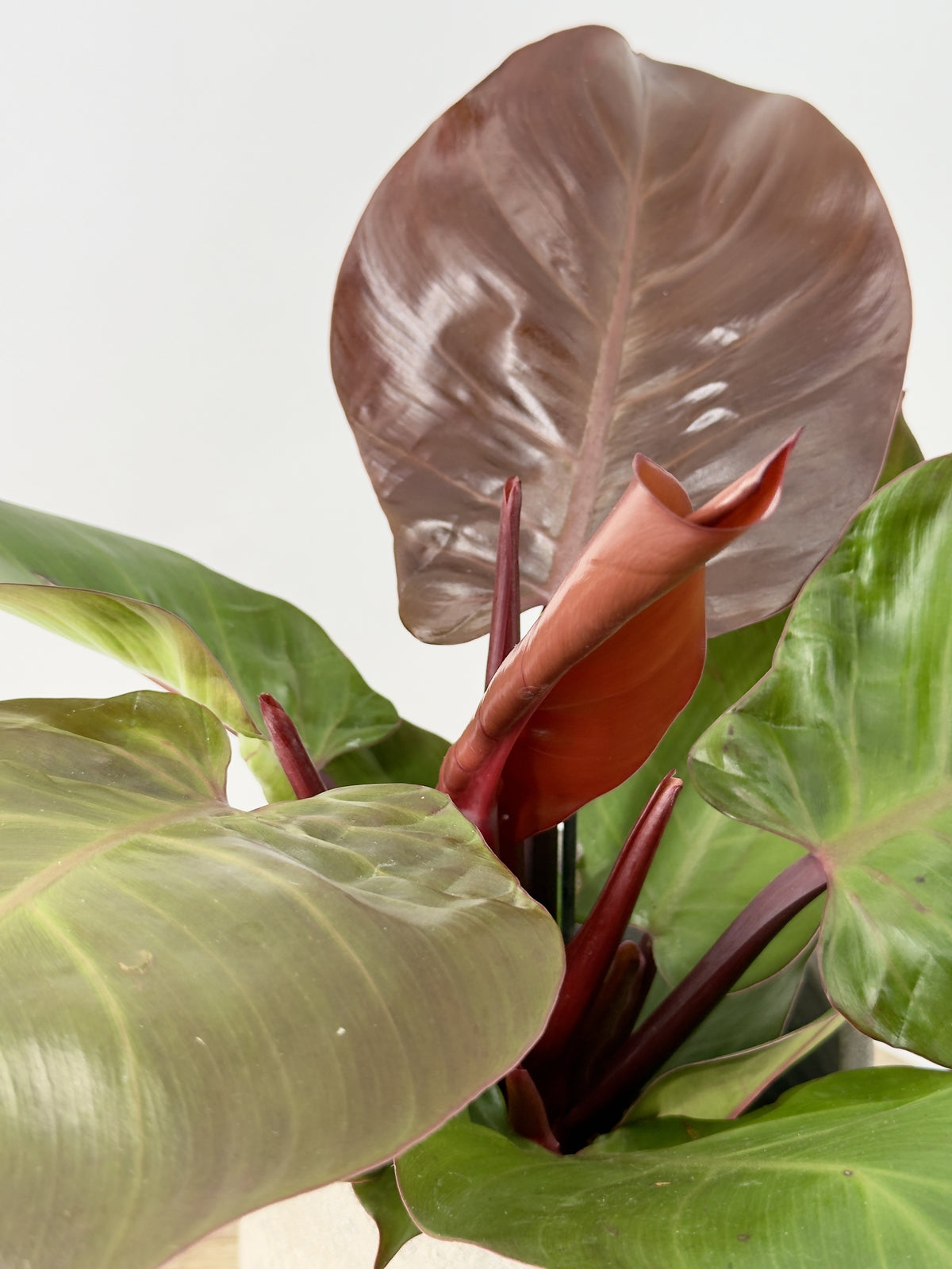 PHILODENDRON SUNLIGHT M12