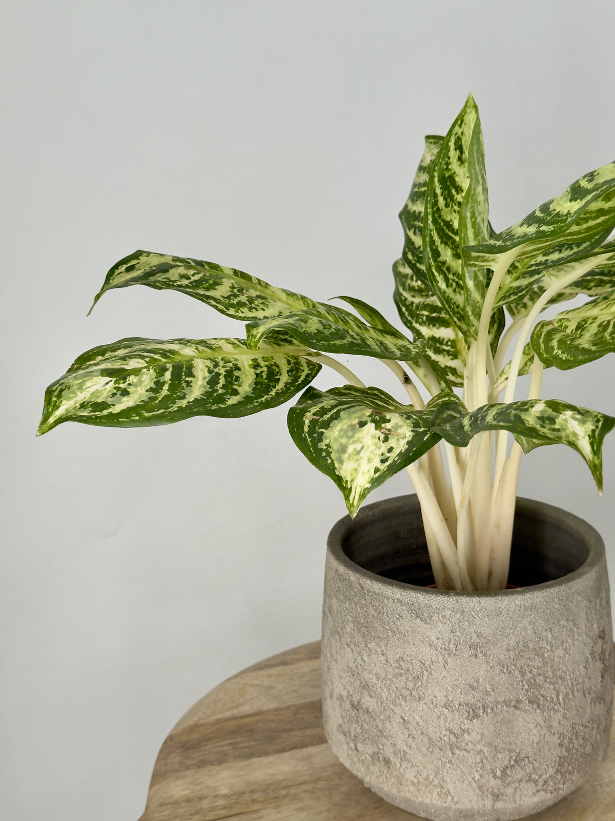 AGLAONEMA ZEBRA M12