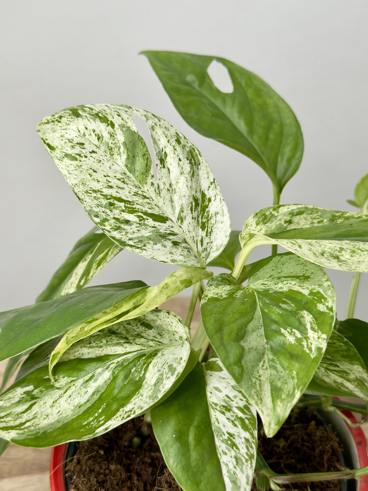 EPIPREMNUM PINN MARBLE QUEEN M12