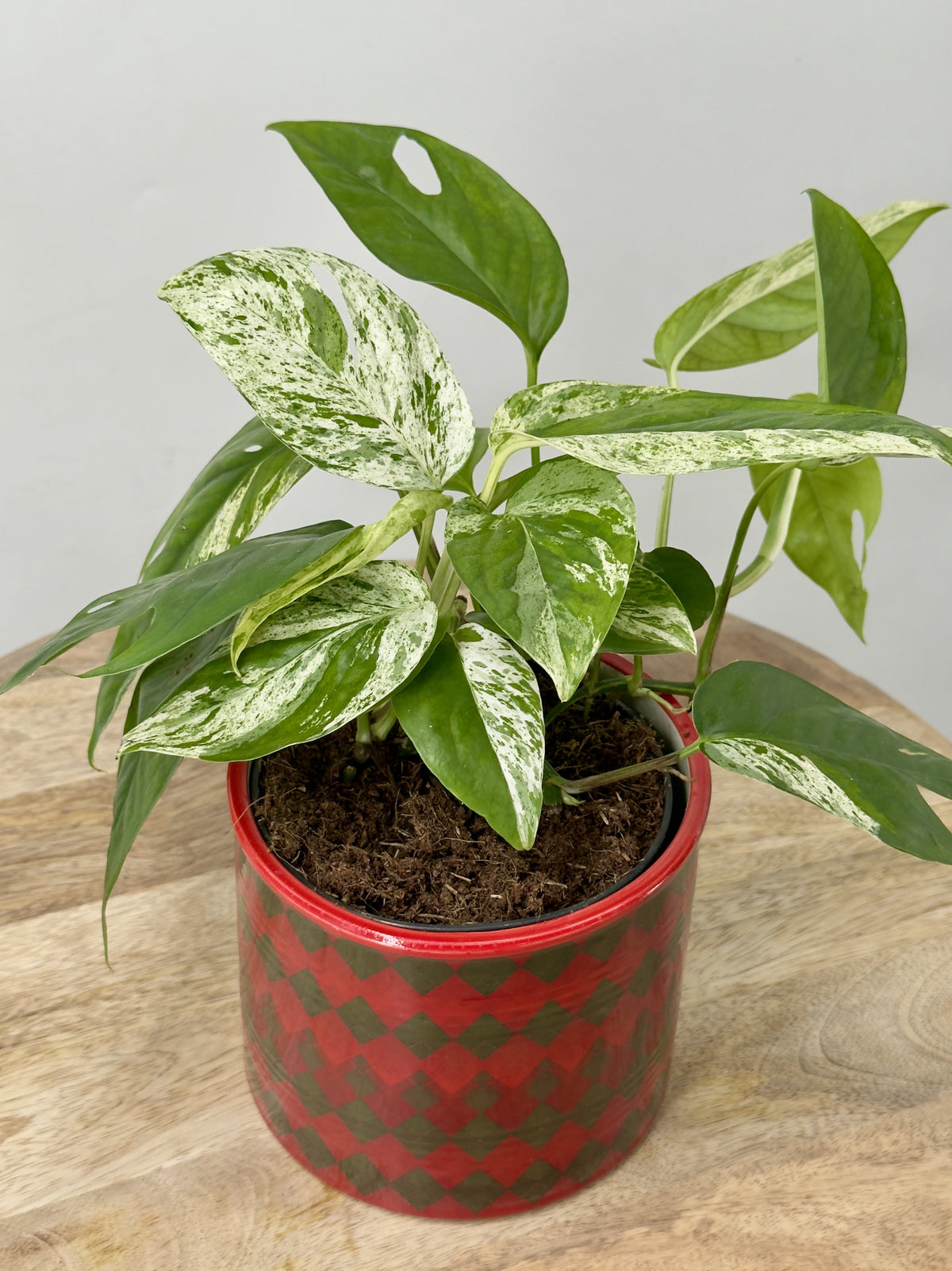 EPIPREMNUM PINN MARBLE QUEEN M12