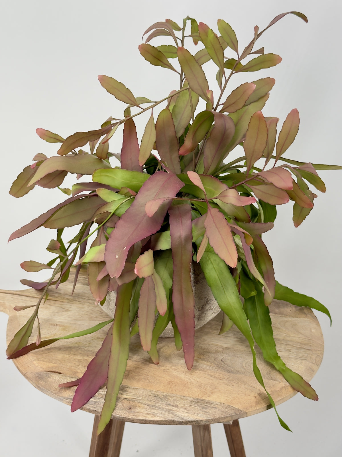 PSEUDORHIPSALIS RAMULOSA M14