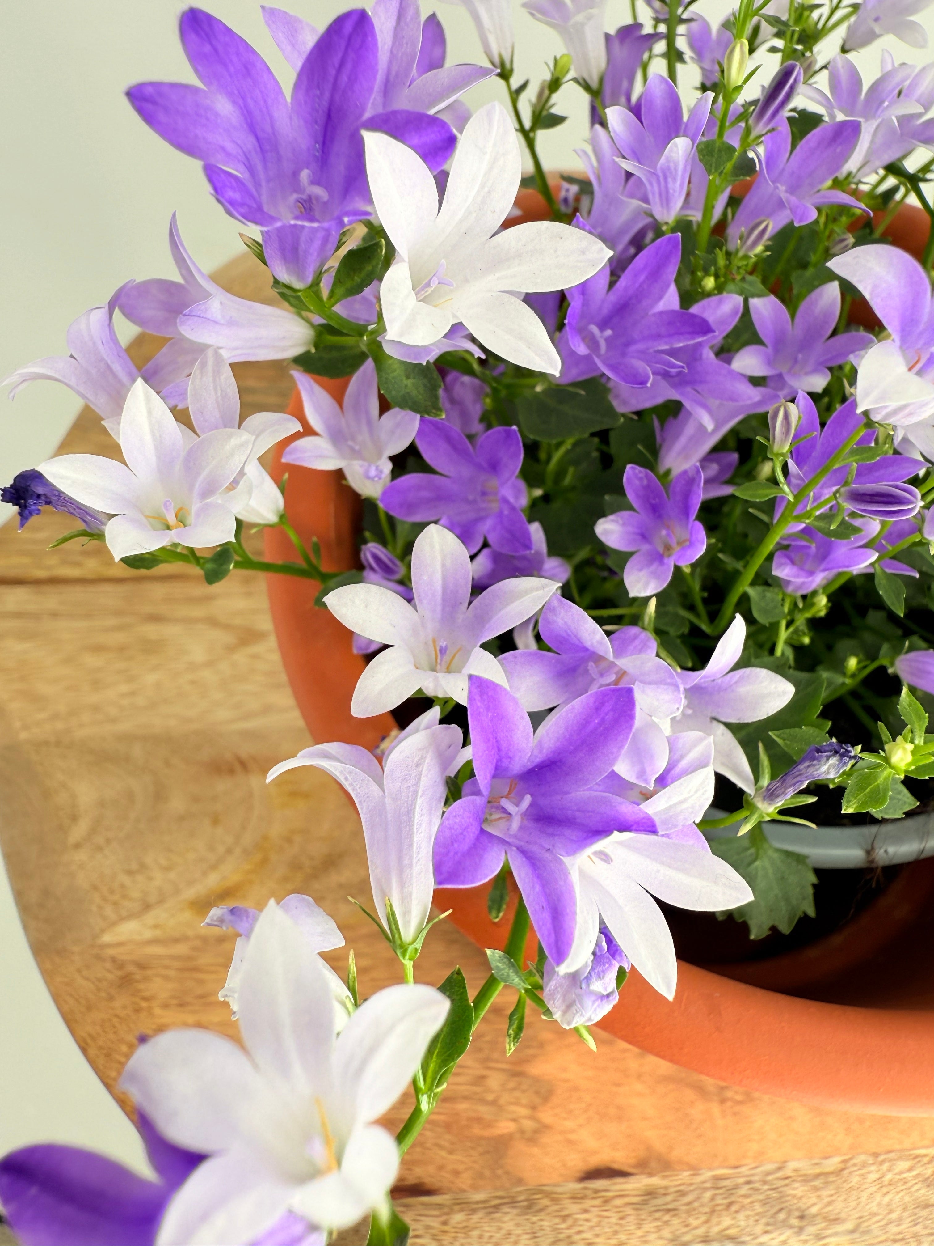 CAMPANULA PORT. AMBELLA PINK ROSA M10.5