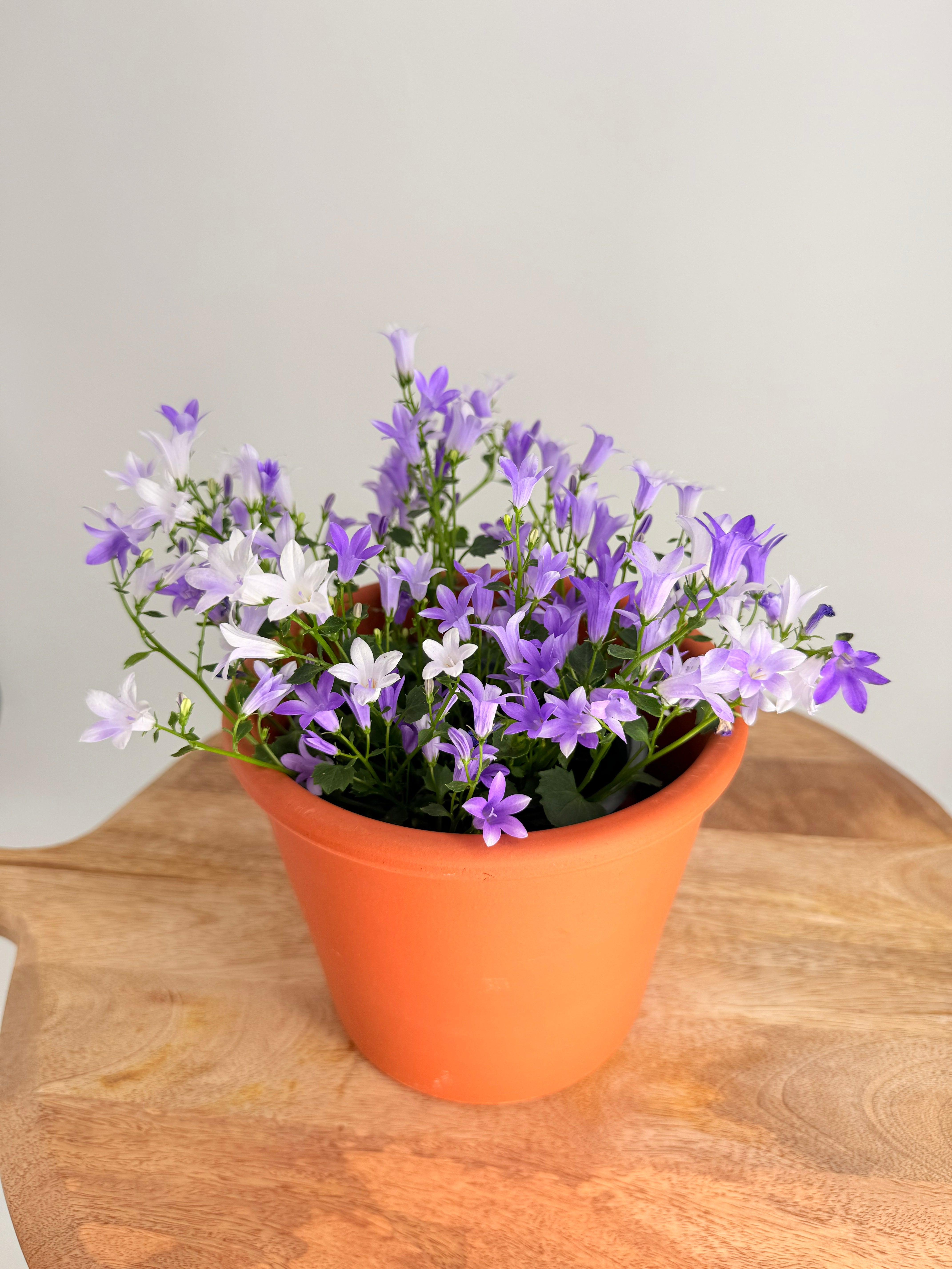 CAMPANULA PORT. AMBELLA PINK ROSA M10.5