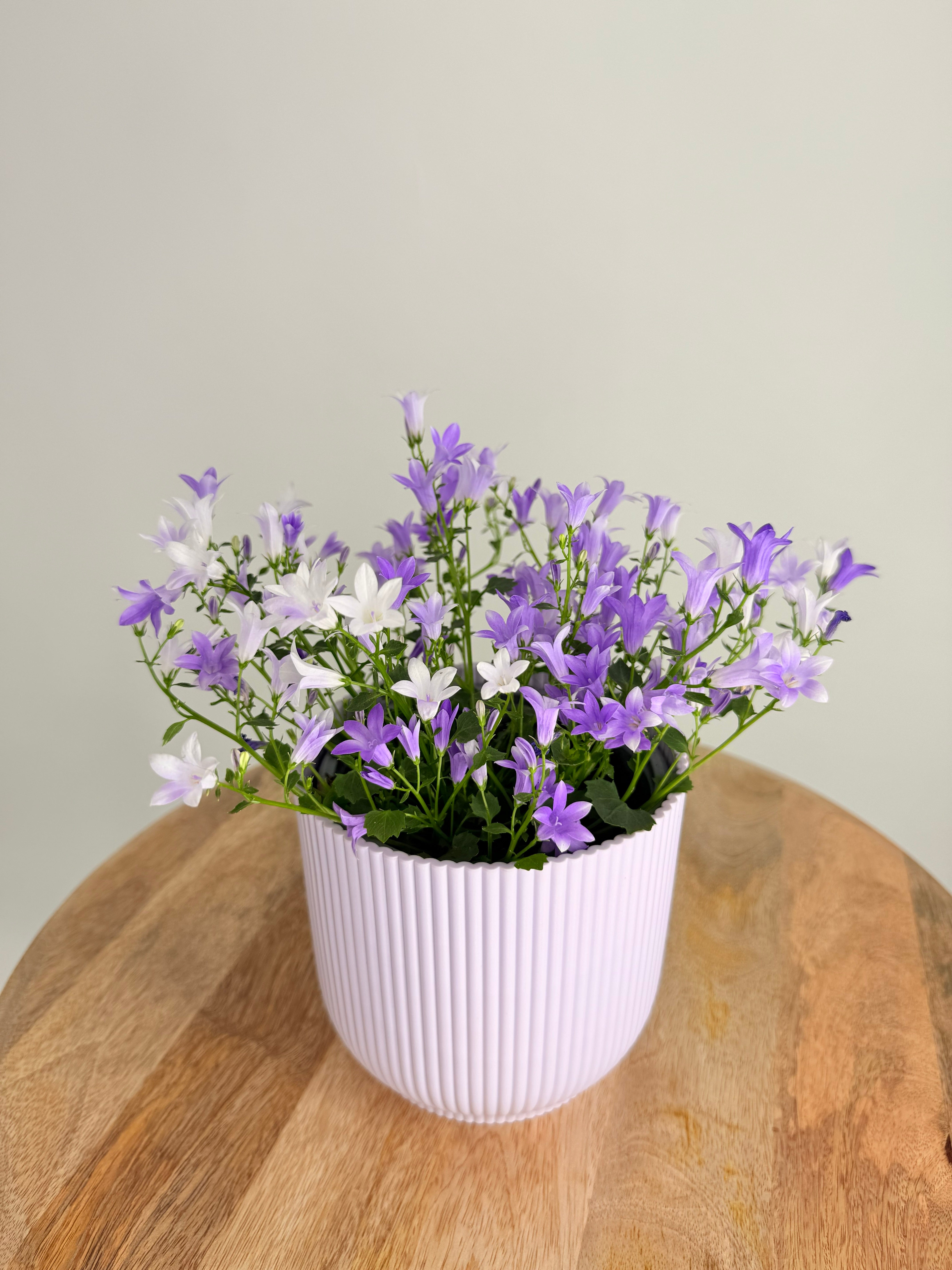 CAMPANULA PORT. AMBELLA PINK ROSA M10.5