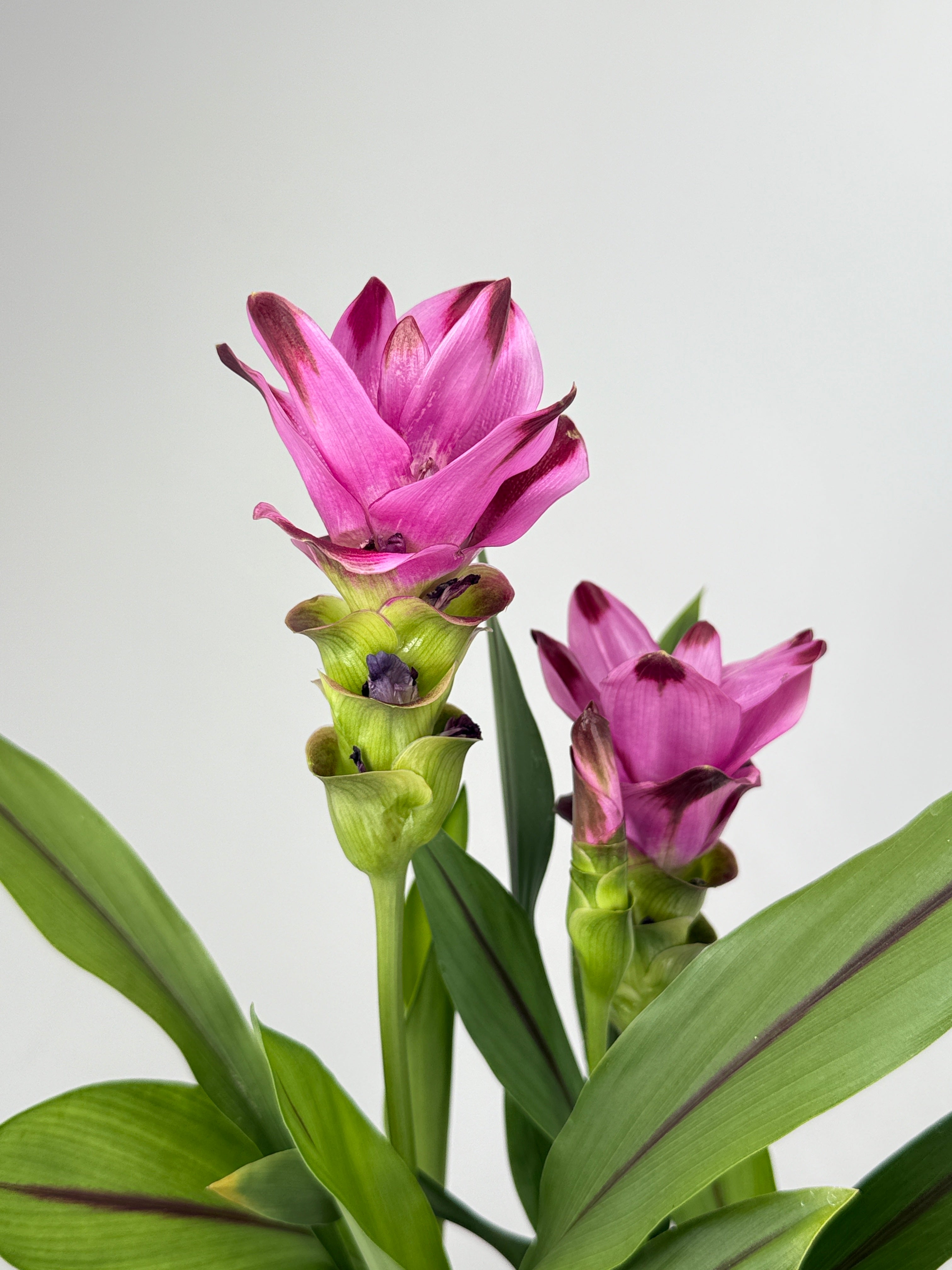 CURCUMA ALIS SUBLIME PURPLE M12