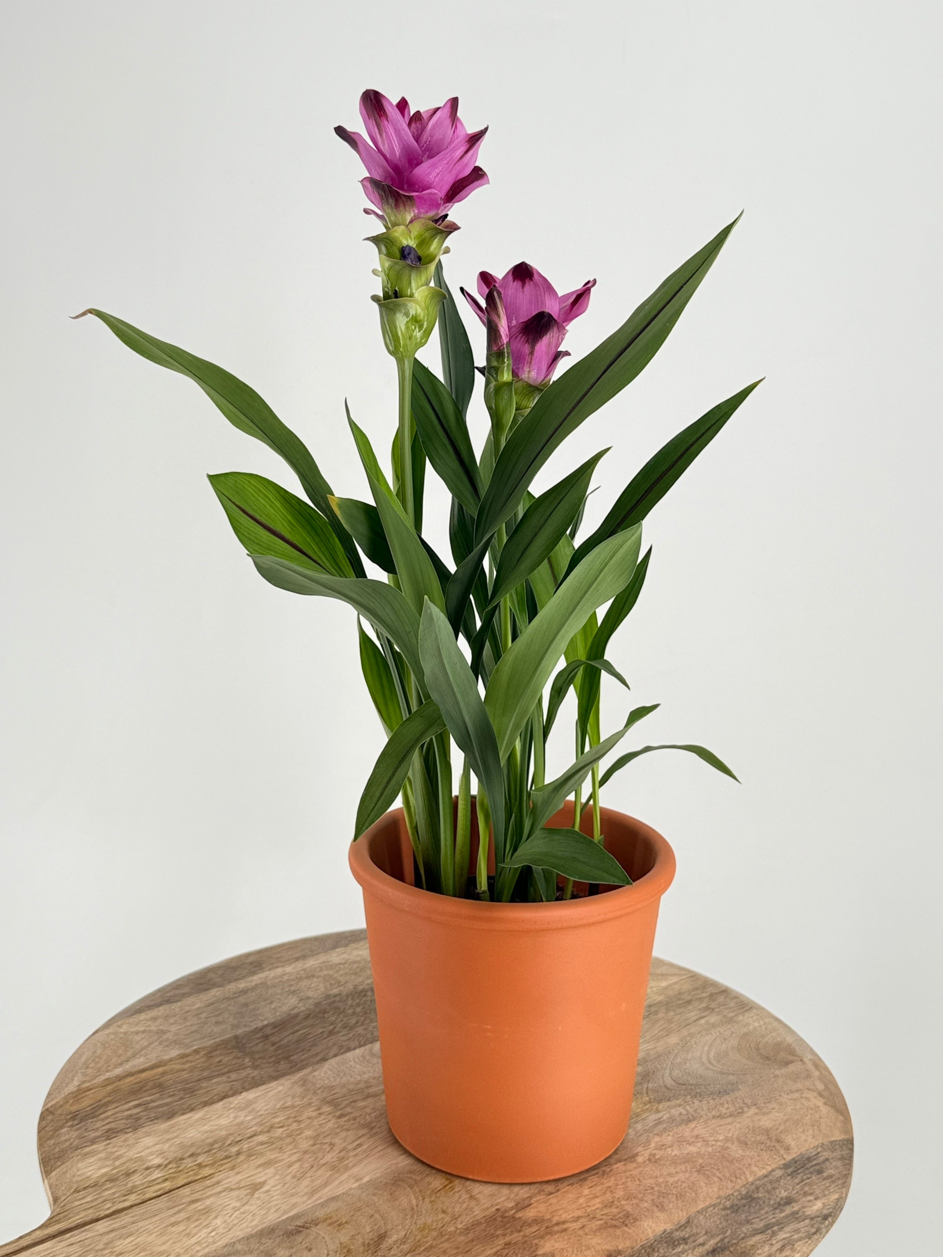 CURCUMA ALIS SUBLIME PURPLE M12