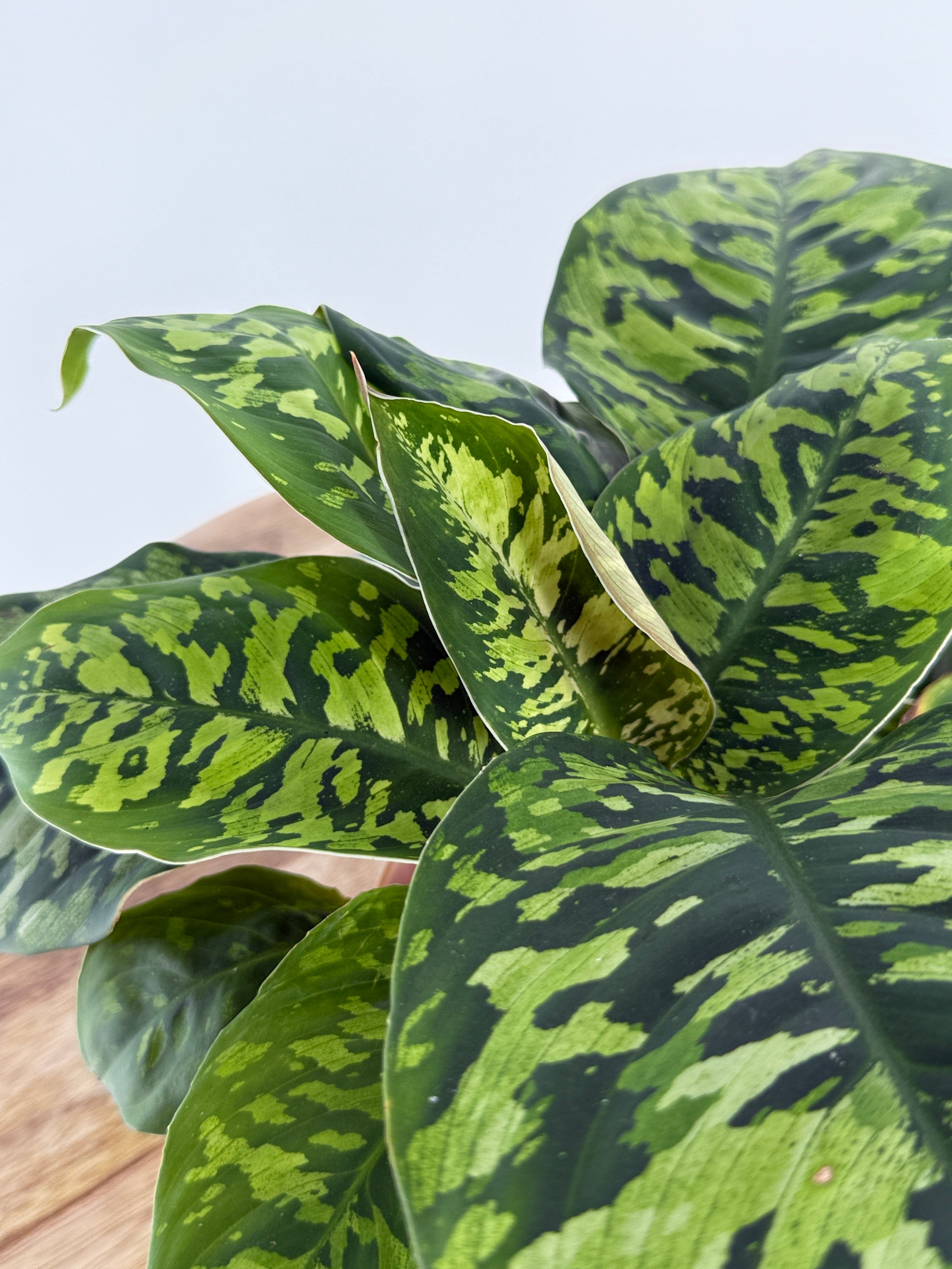 HOMALOMENA CAMOUFLAGE M12