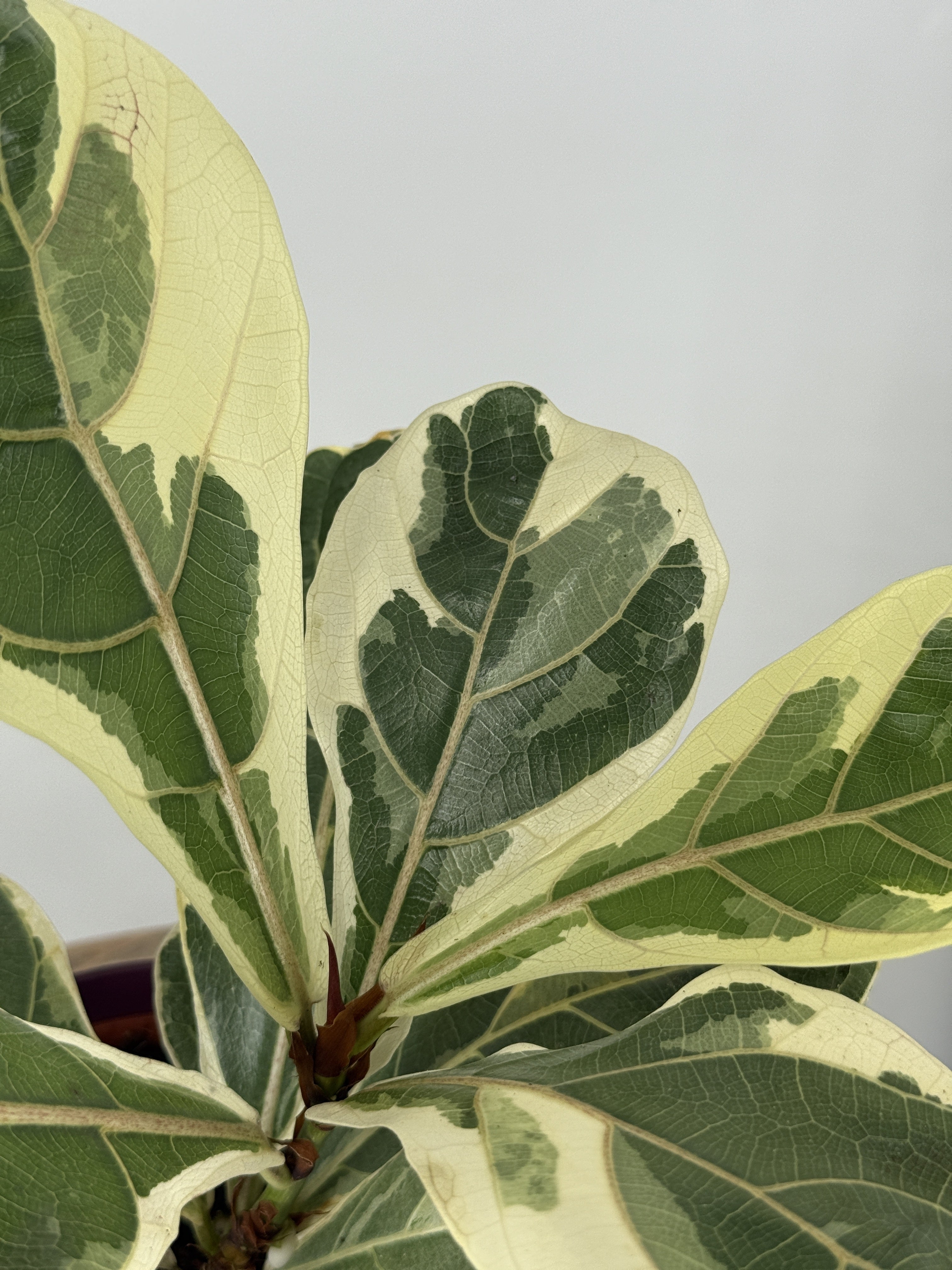 FICUS LYRATA VARIEGATA M10,5