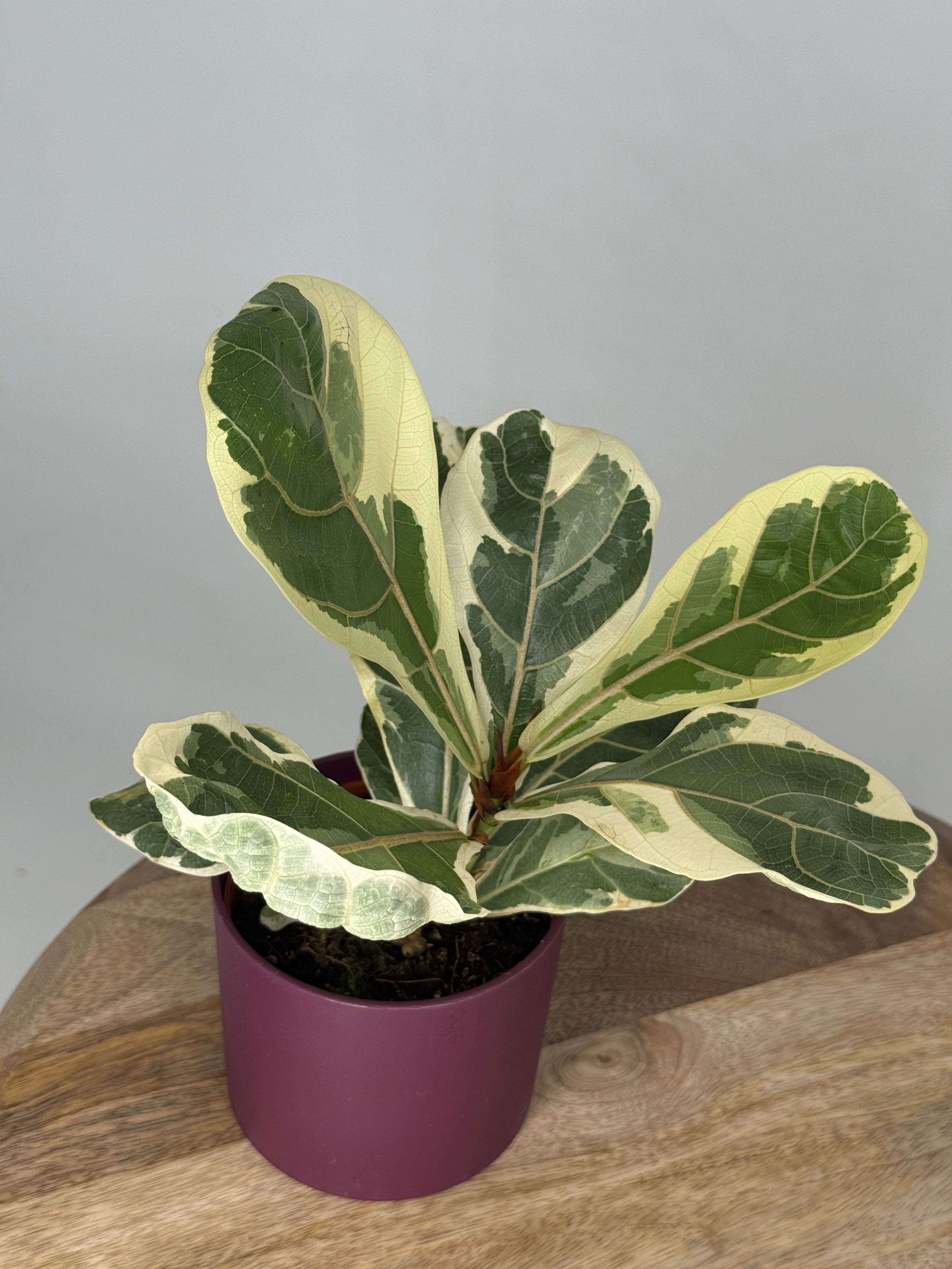 FICUS LYRATA VARIEGATA M10,5
