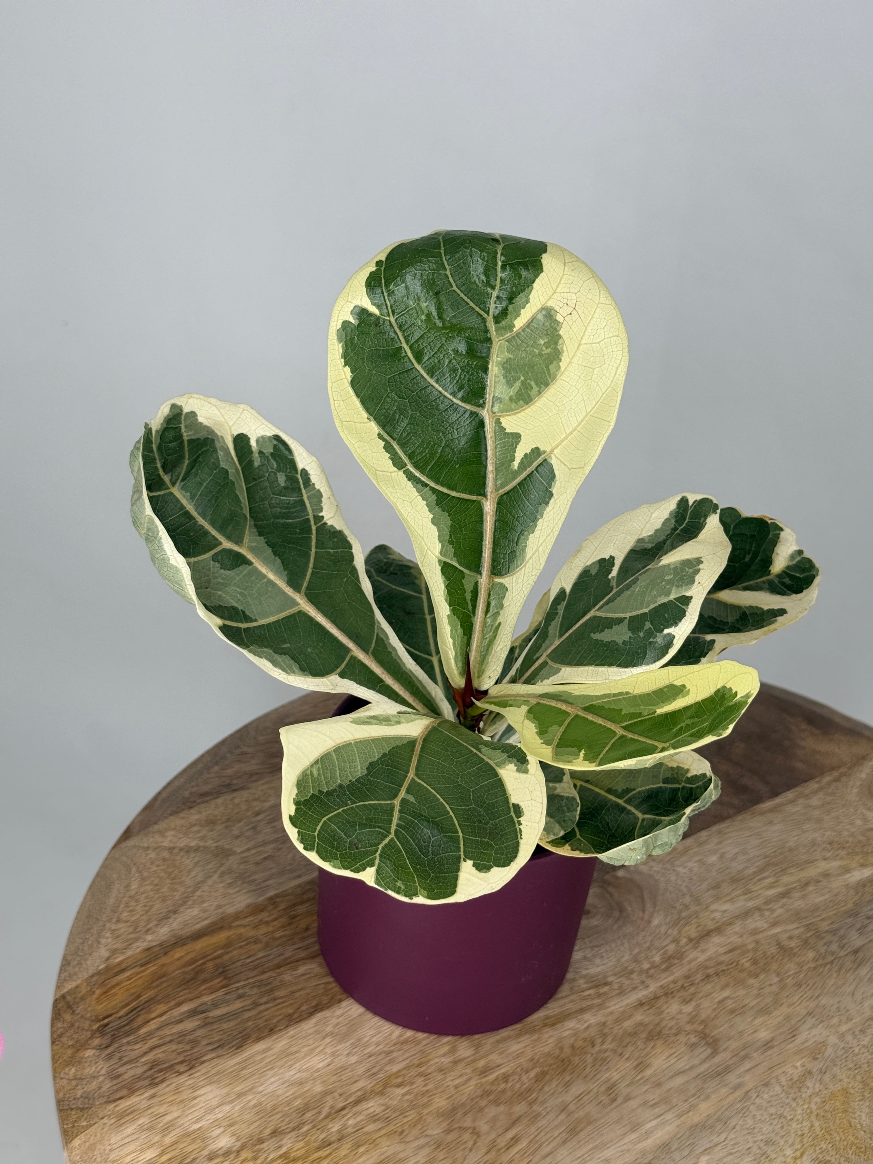 FICUS LYRATA VARIEGATA M10,5