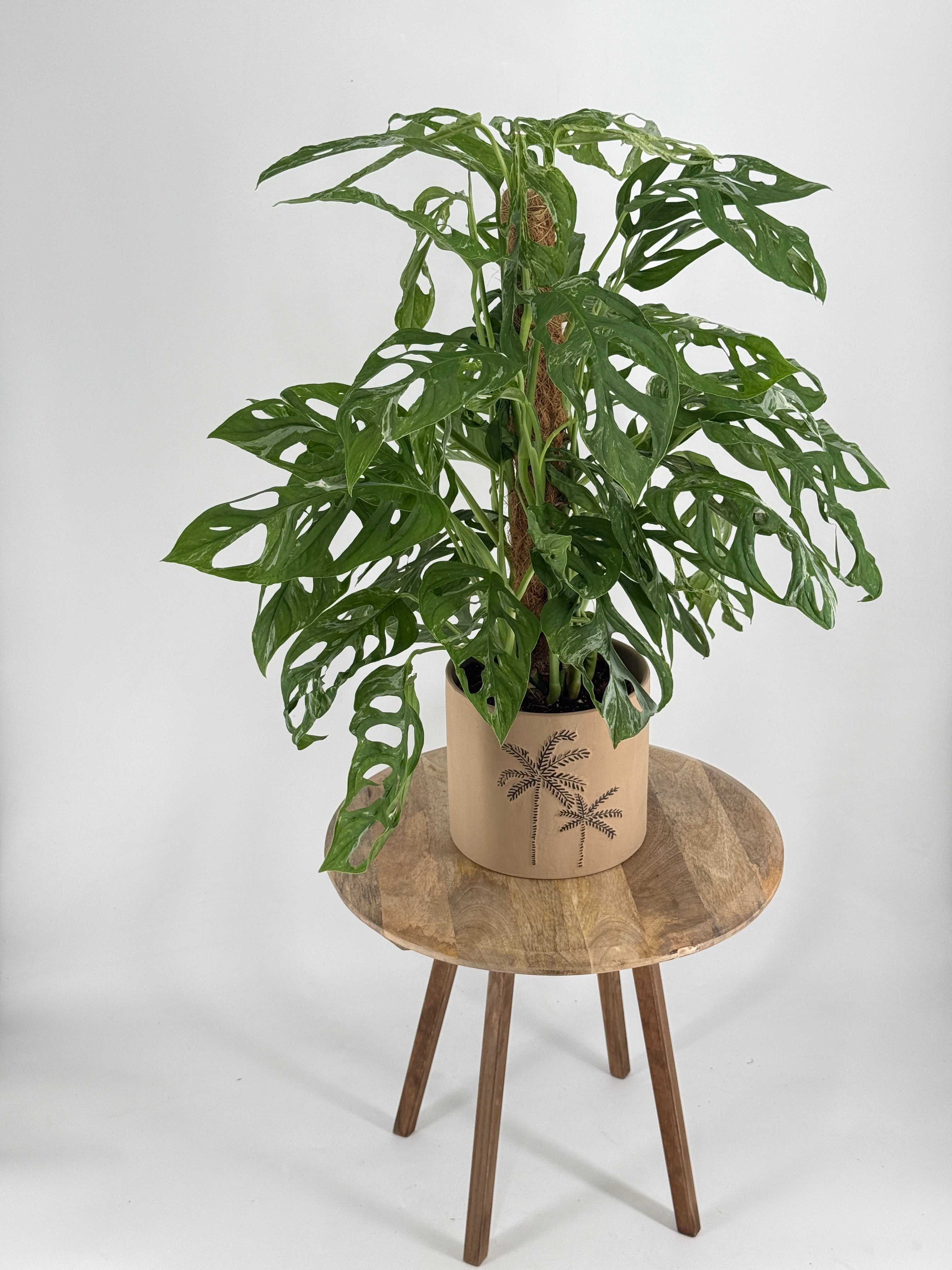 MONSTERA AD. INDONESIAN MARBLE M17