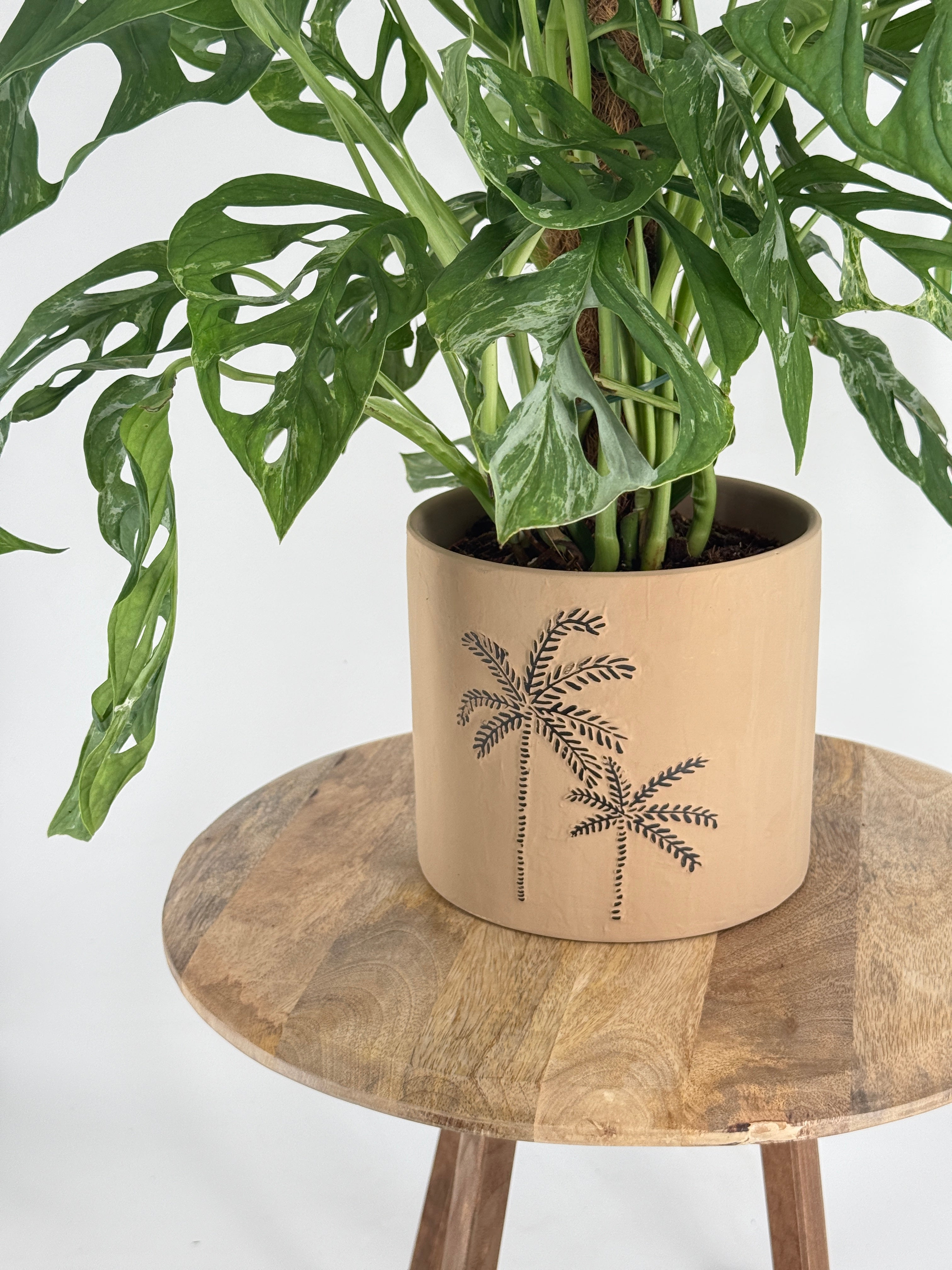 MONSTERA AD. INDONESIAN MARBLE M17