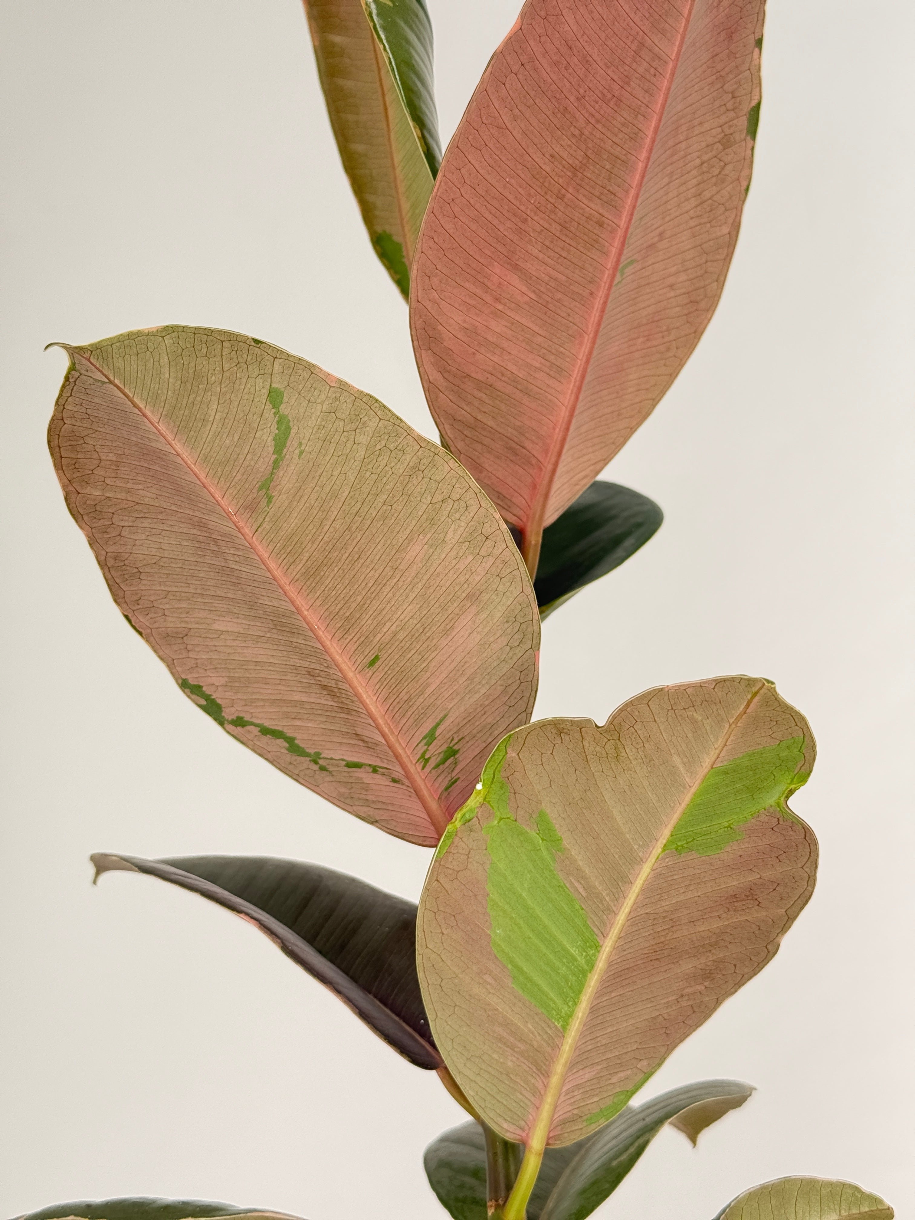FICUS ELASTICA MIX M14