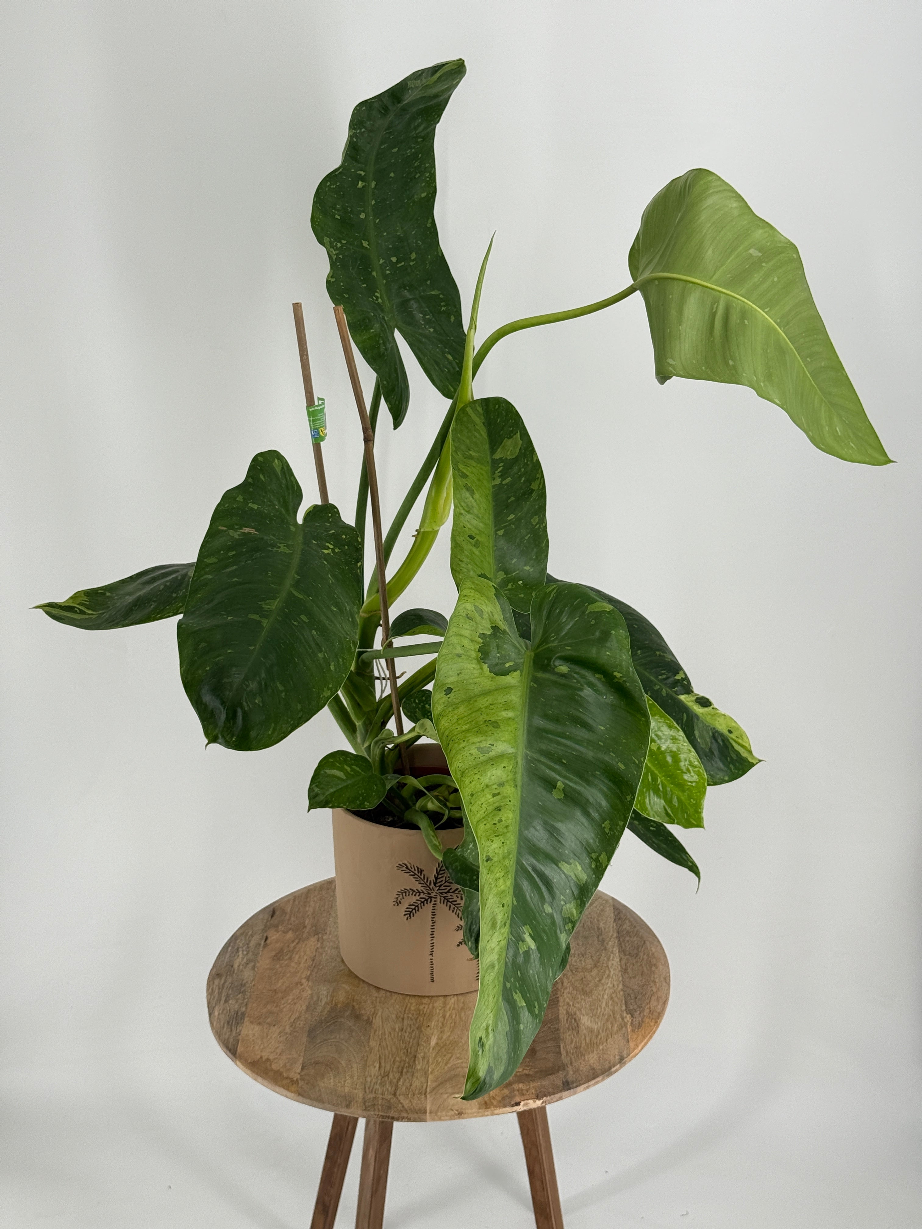 PHILODENDRON JOSE BUONO M12