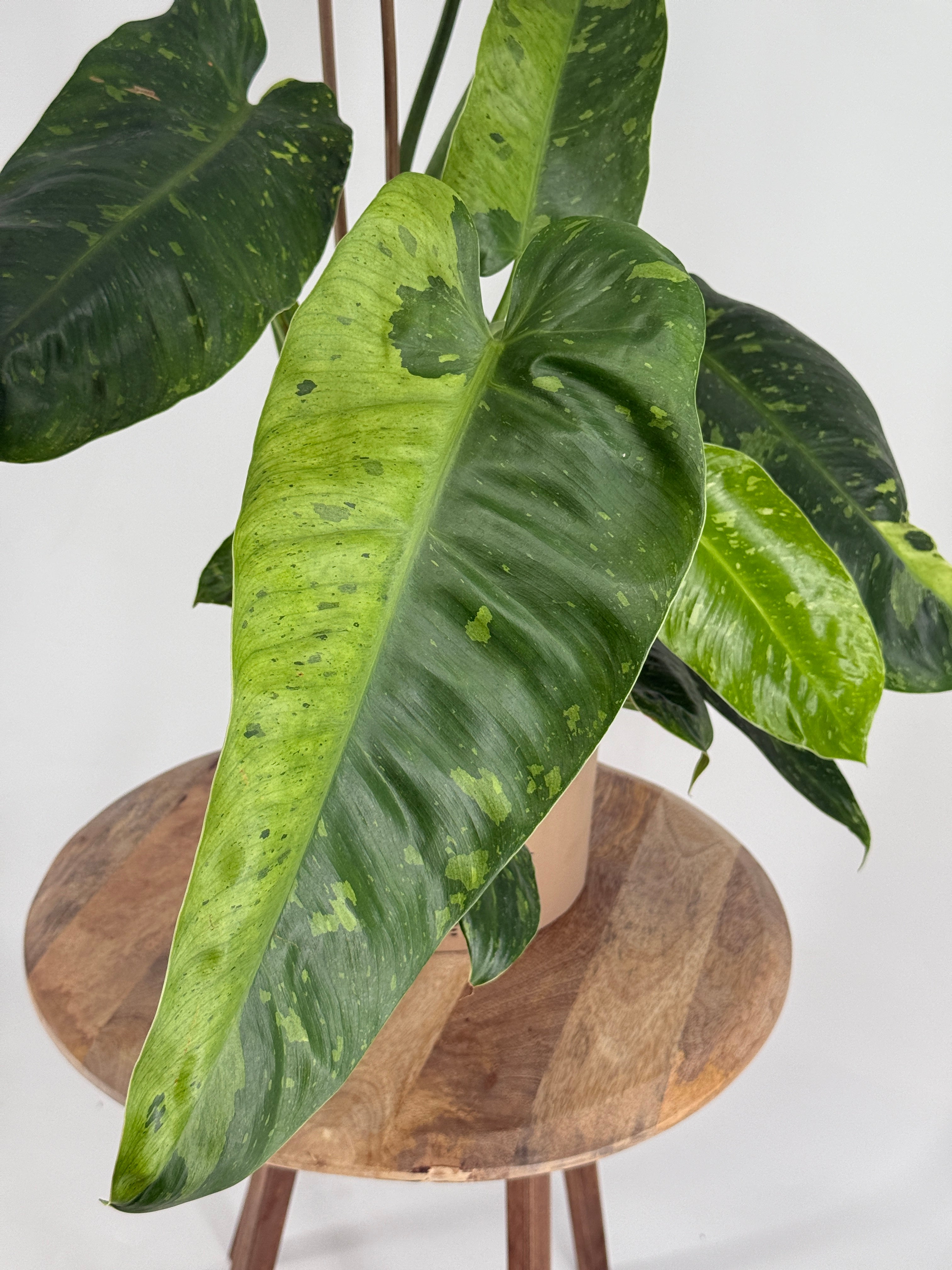 PHILODENDRON JOSE BUONO M12