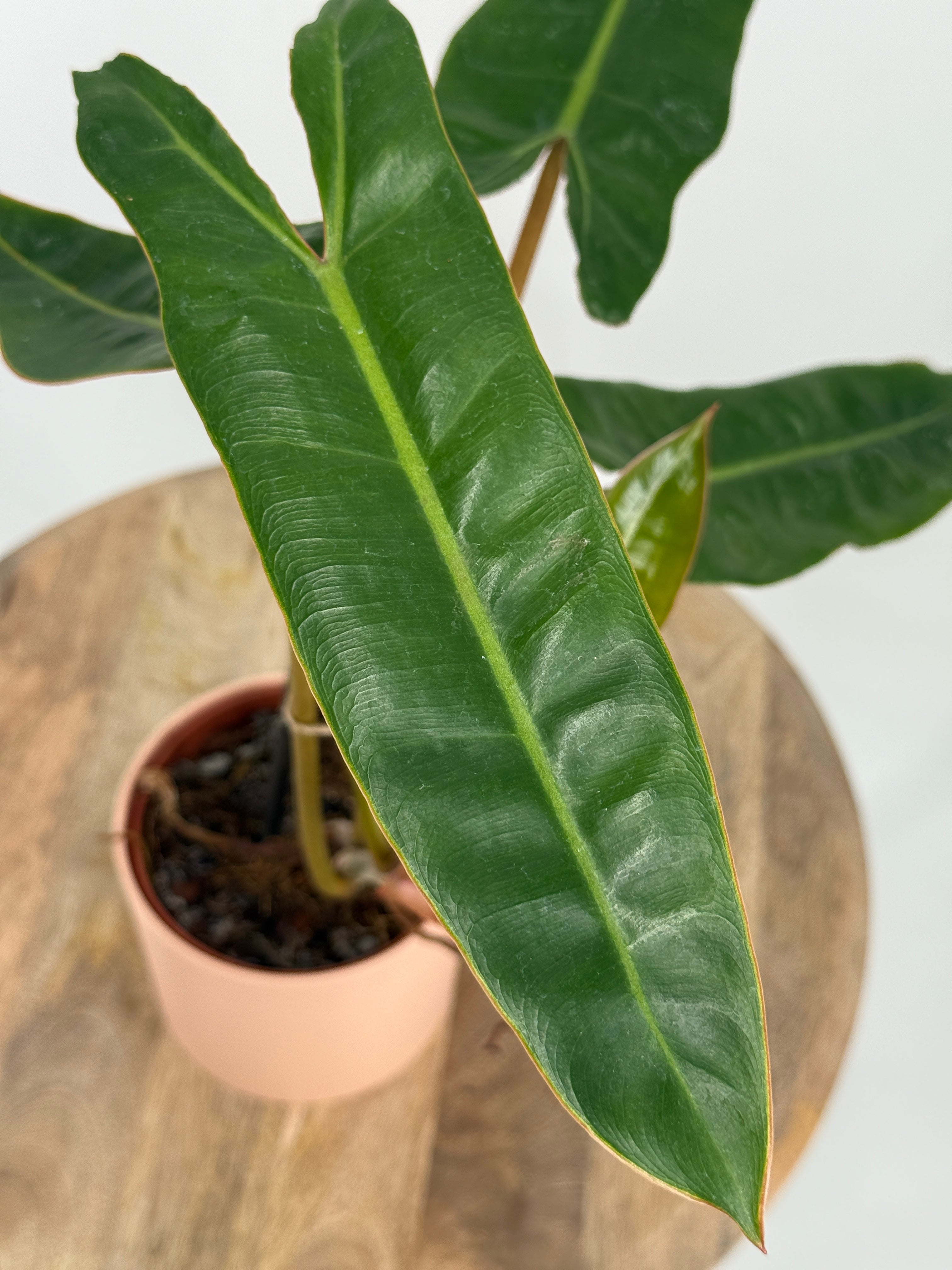 PHILODENDRON BILLIETIAE