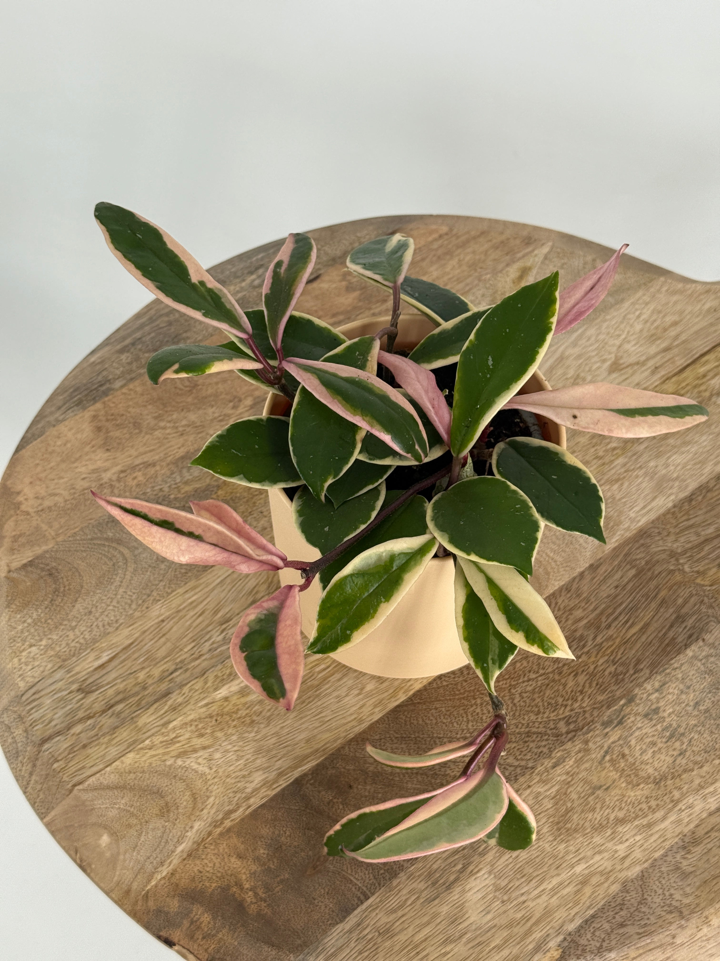 HOYA CARNOSA TRICOLOR M9
