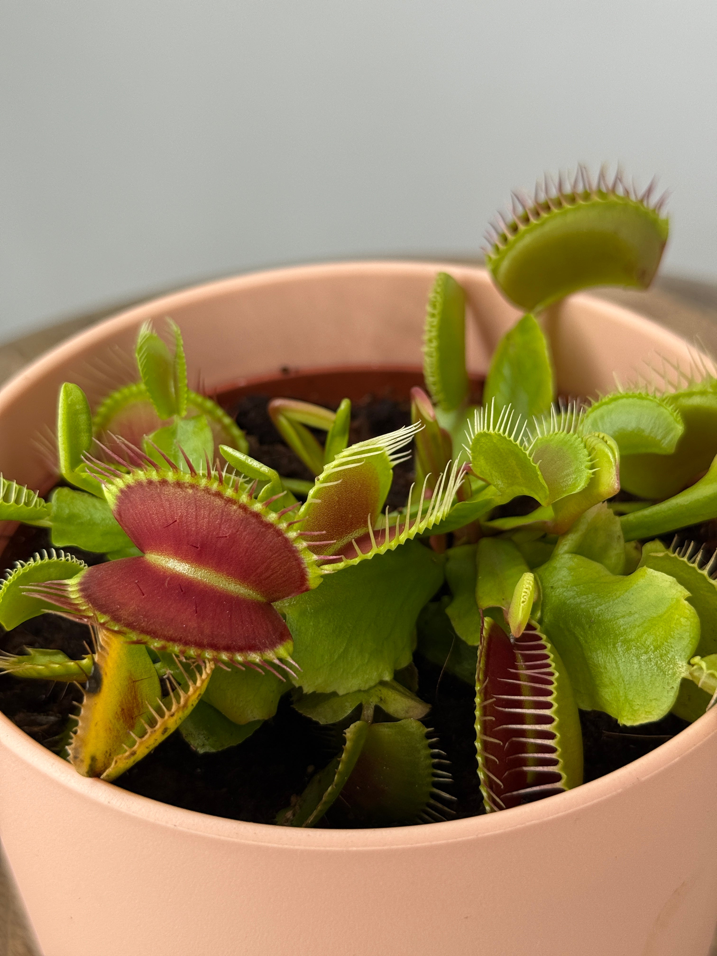 DIONAEA MUSCIPLA M12