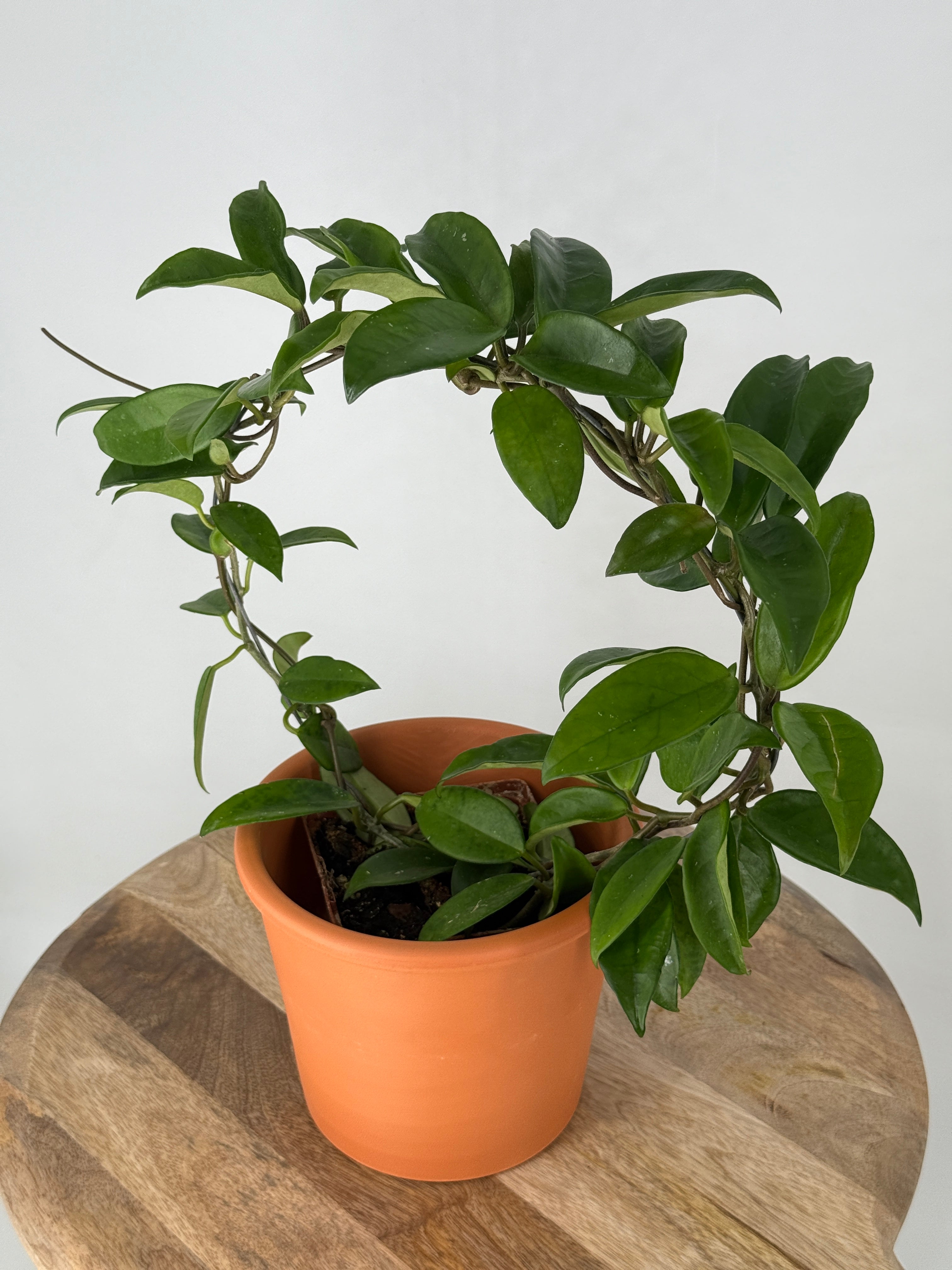 HOYA AUST MIX ARCH MEZCLADO