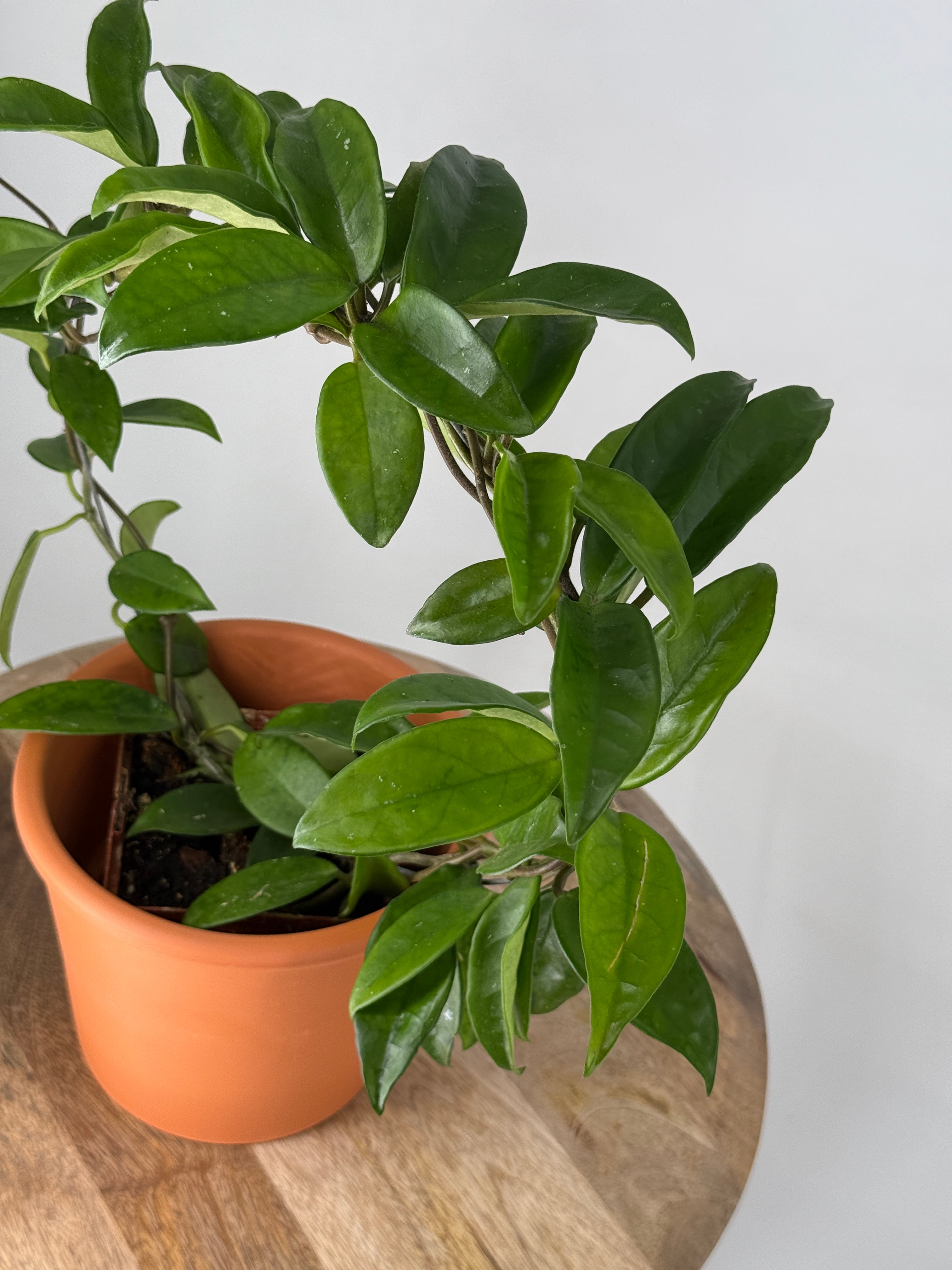 HOYA AUST MIX ARCH MEZCLADO