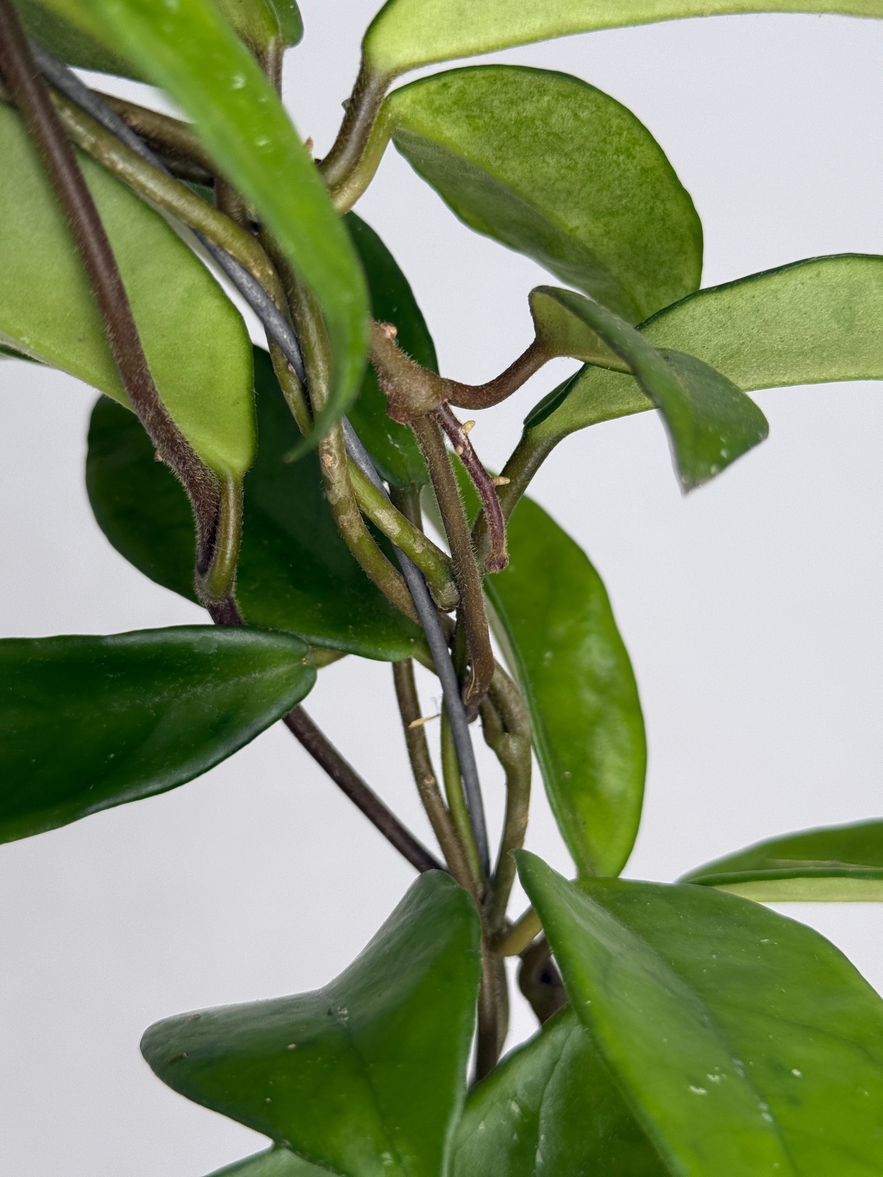 HOYA CARNOSA ARCH