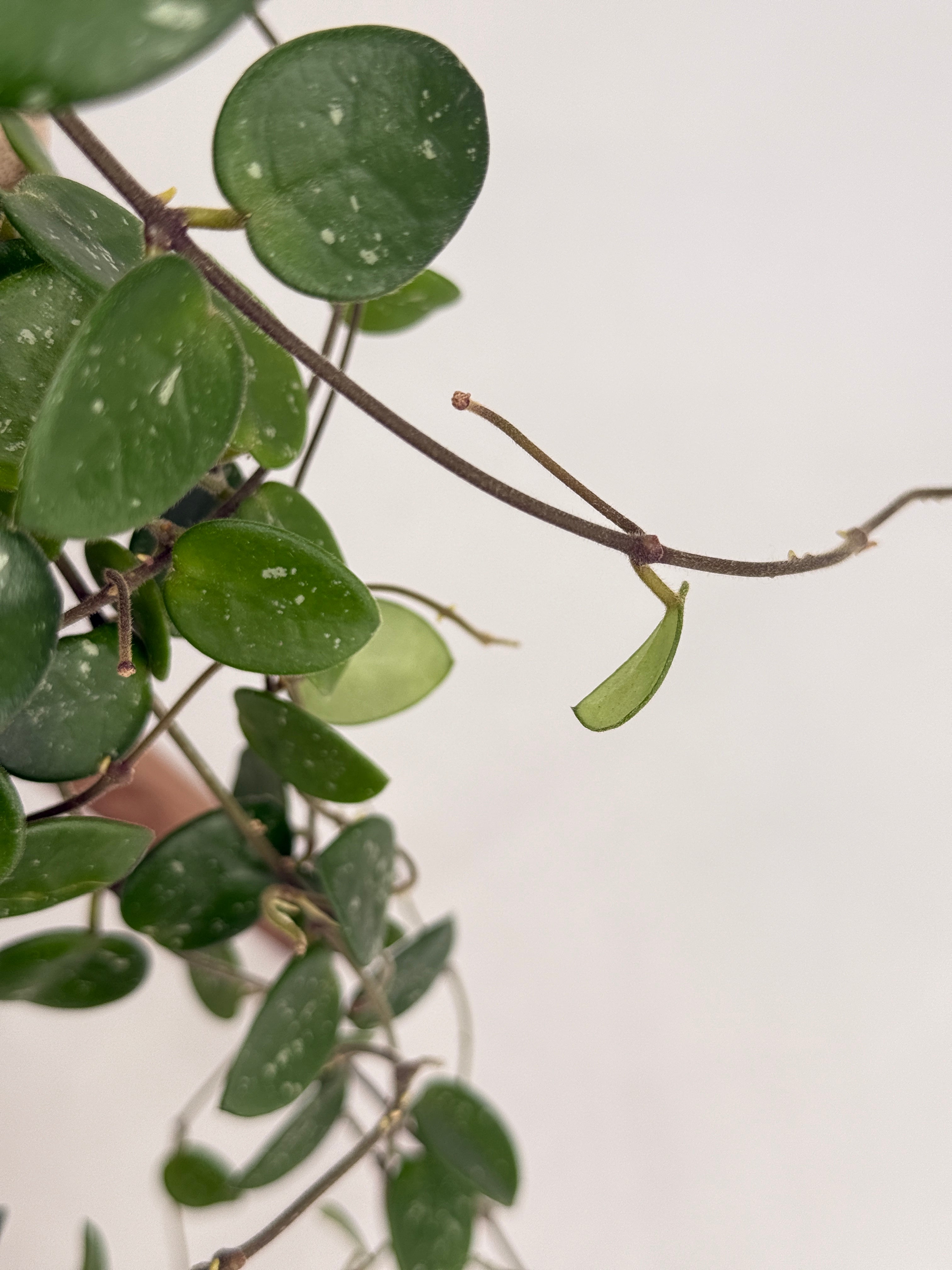 HOYA MATHILDE MIX M15