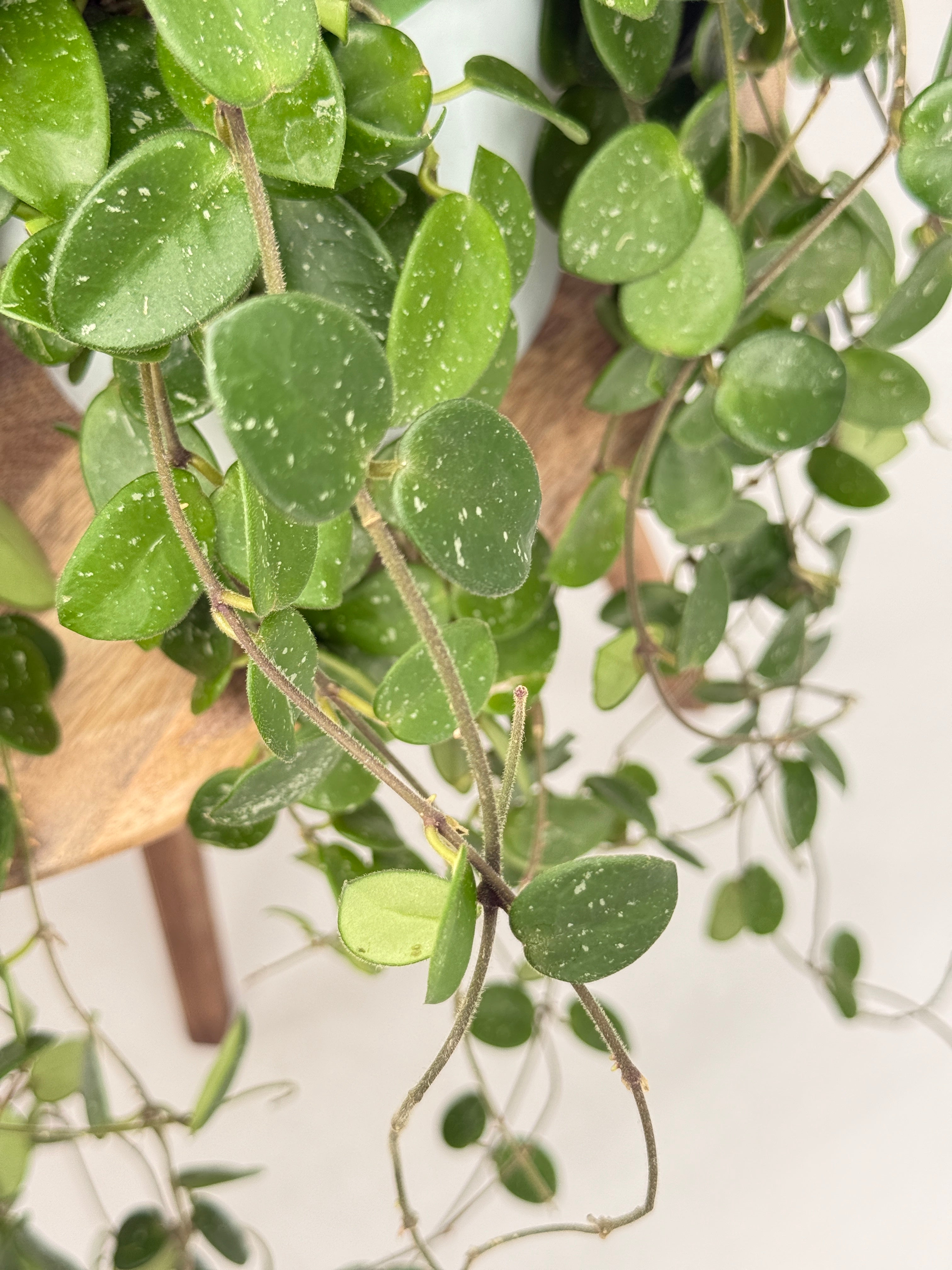 HOYA MATHILDE MIX M15