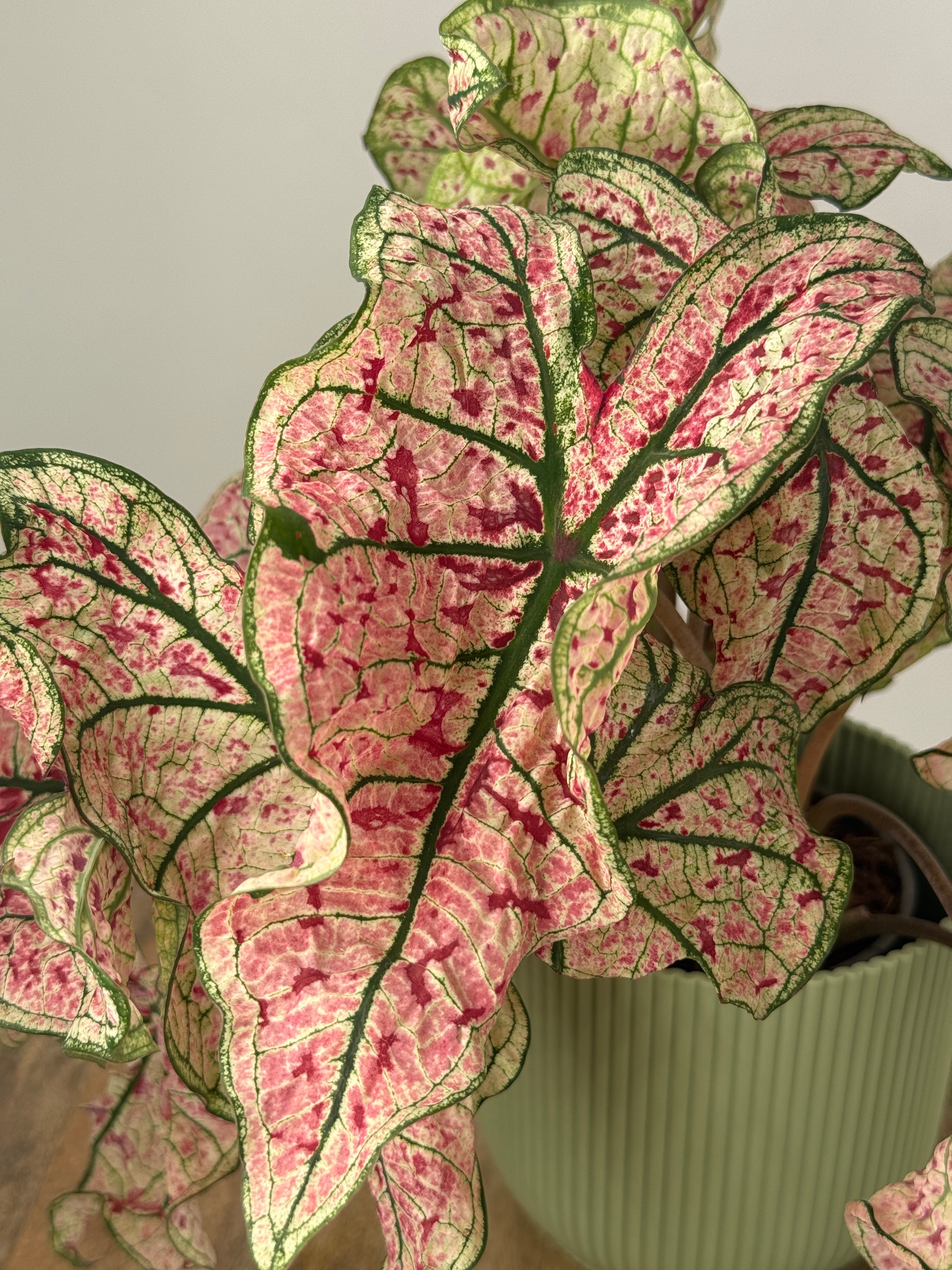 CALADIUM XL M21