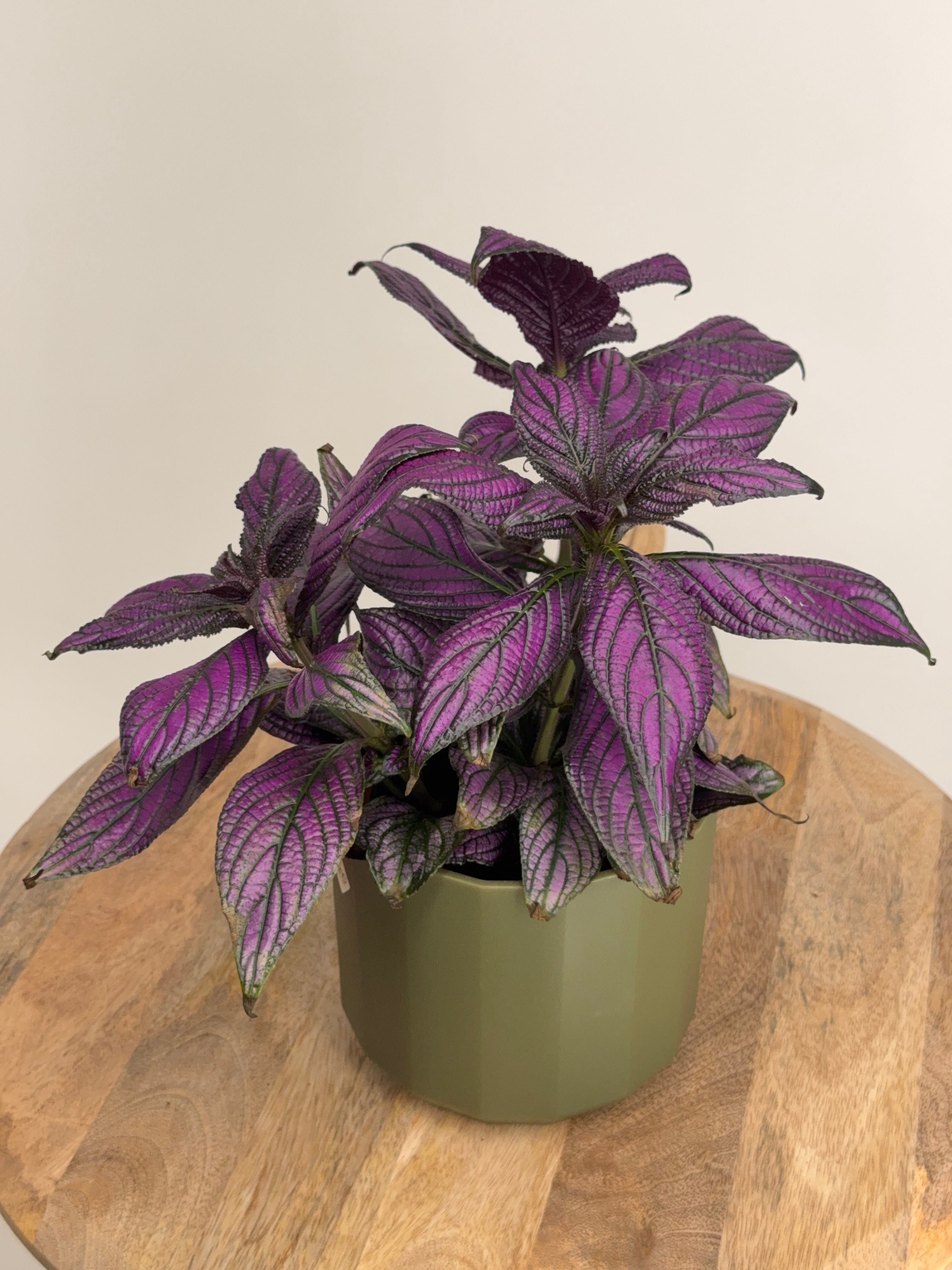 STROBILANTHES DYERIANA METALIICA M13
