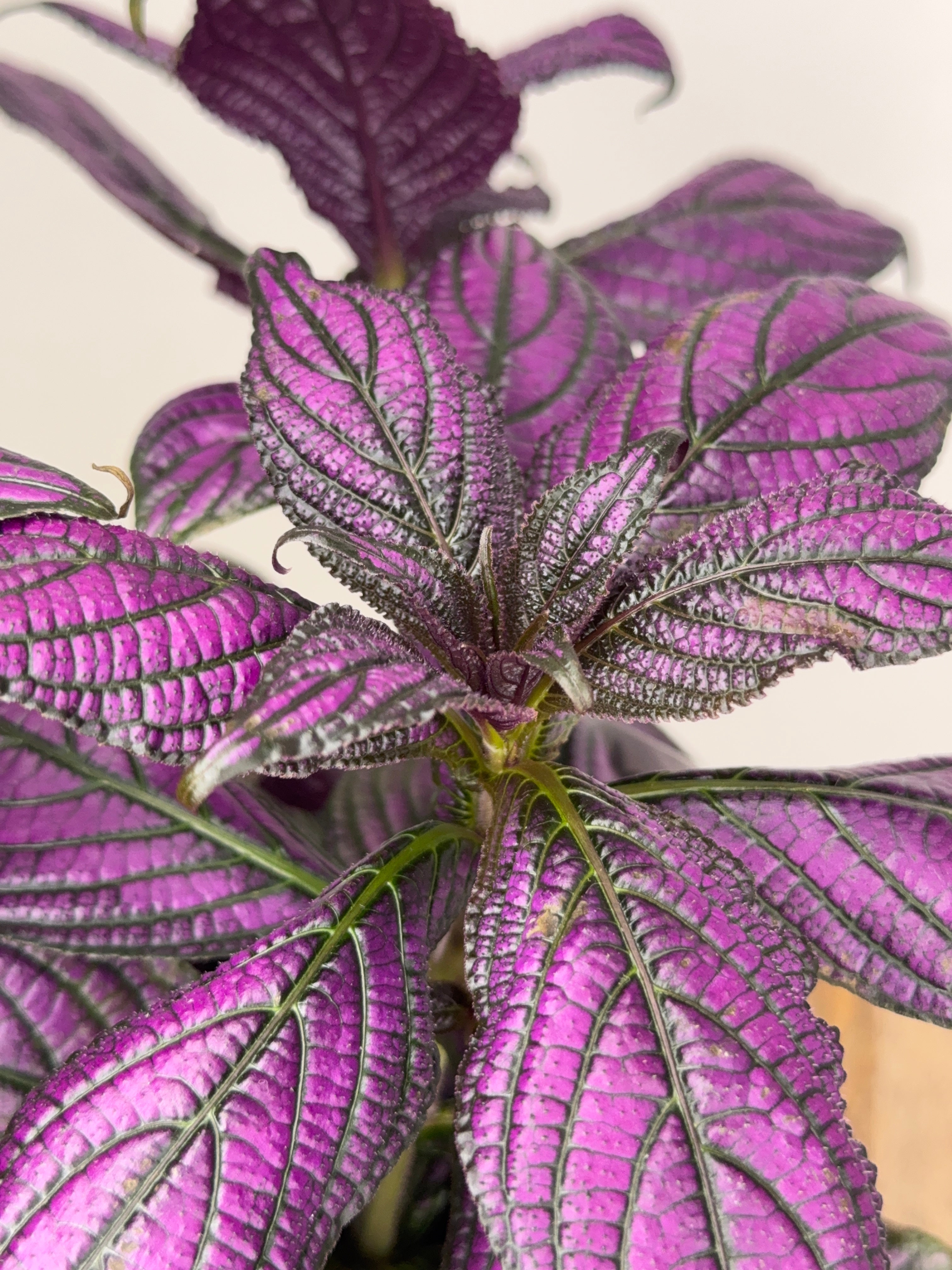 STROBILANTHES DYERIANA METALIICA M13