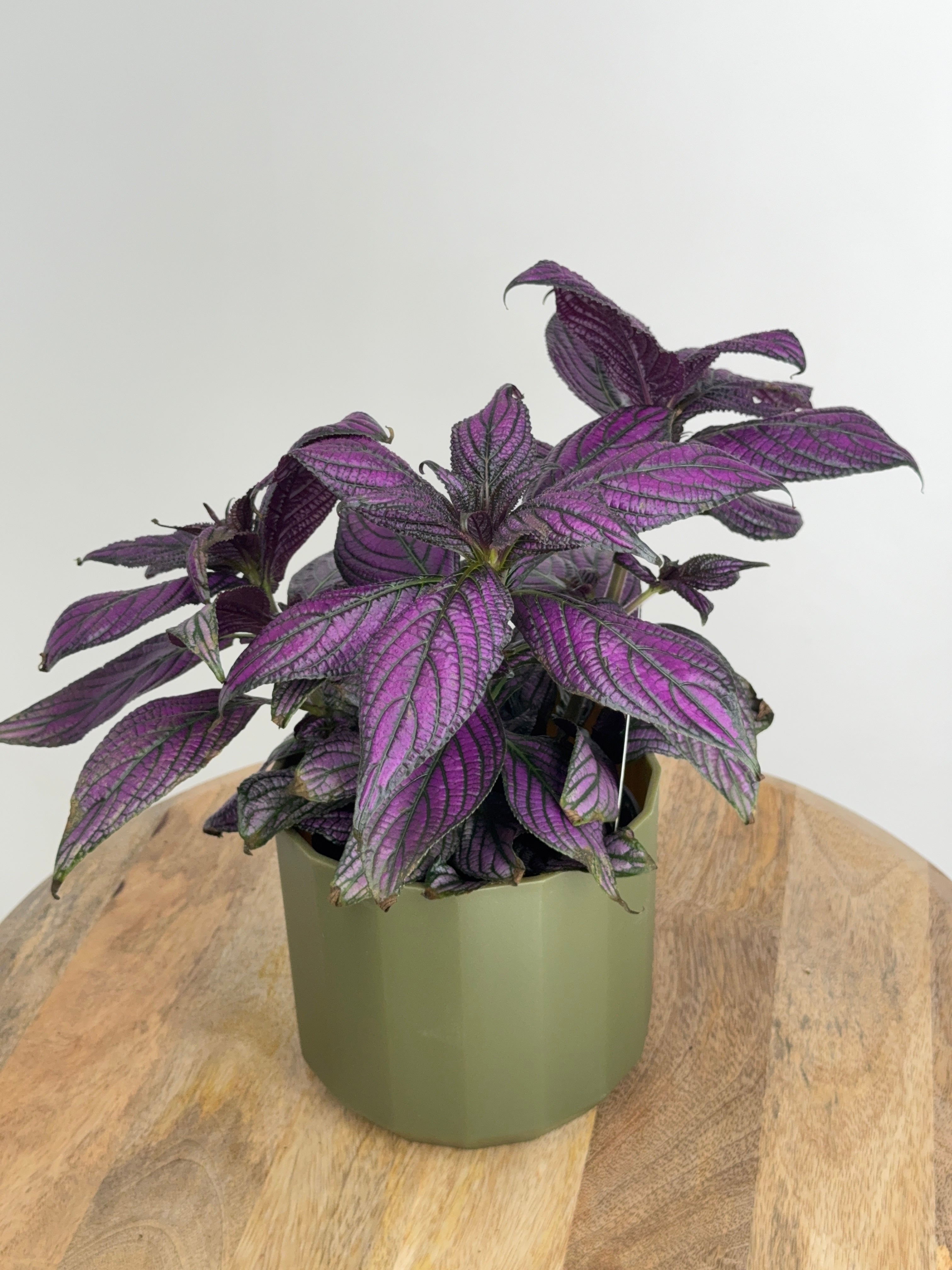 STROBILANTHES DYERIANA METALIICA M13