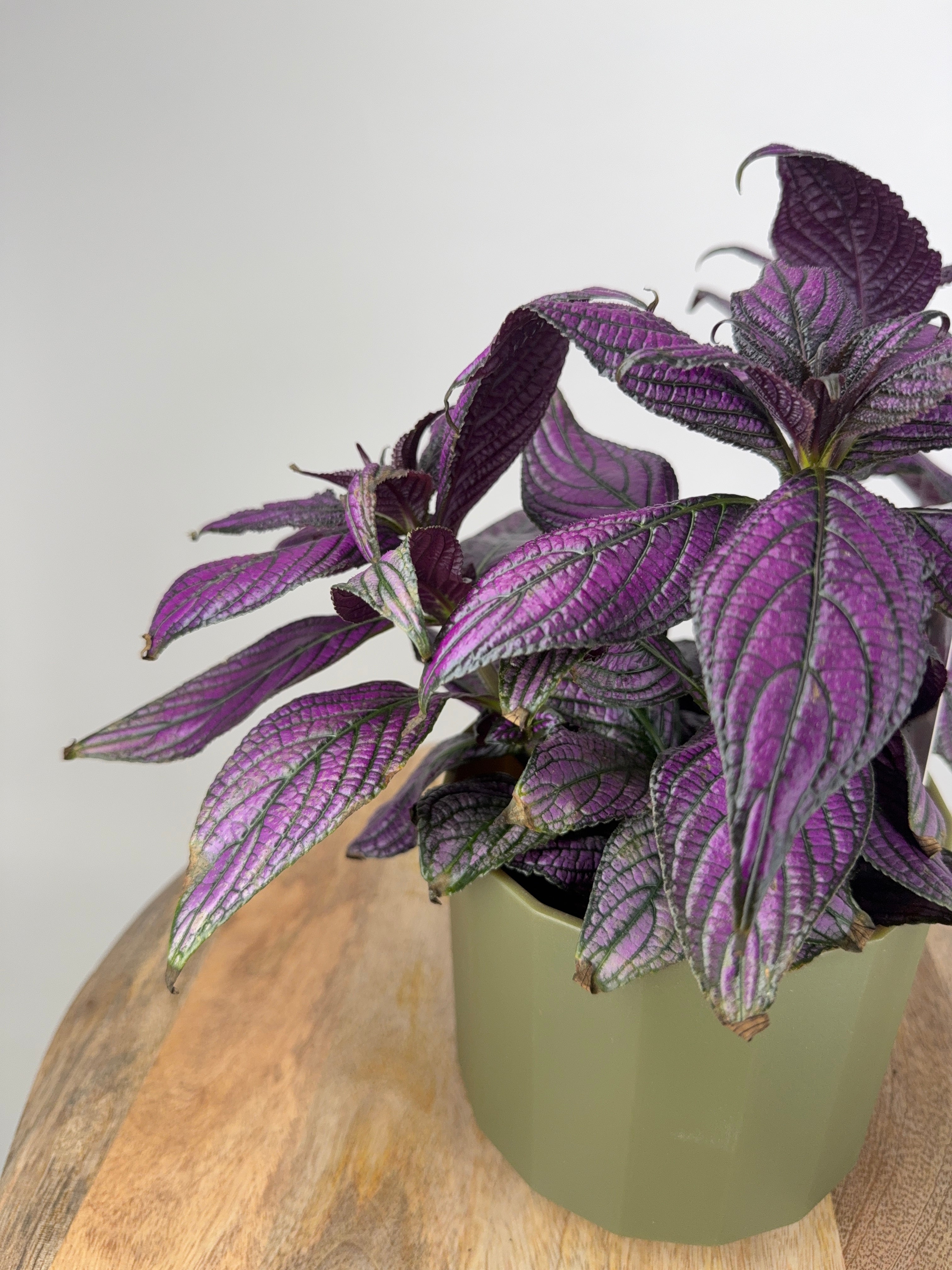 STROBILANTHES DYERIANA METALIICA M13
