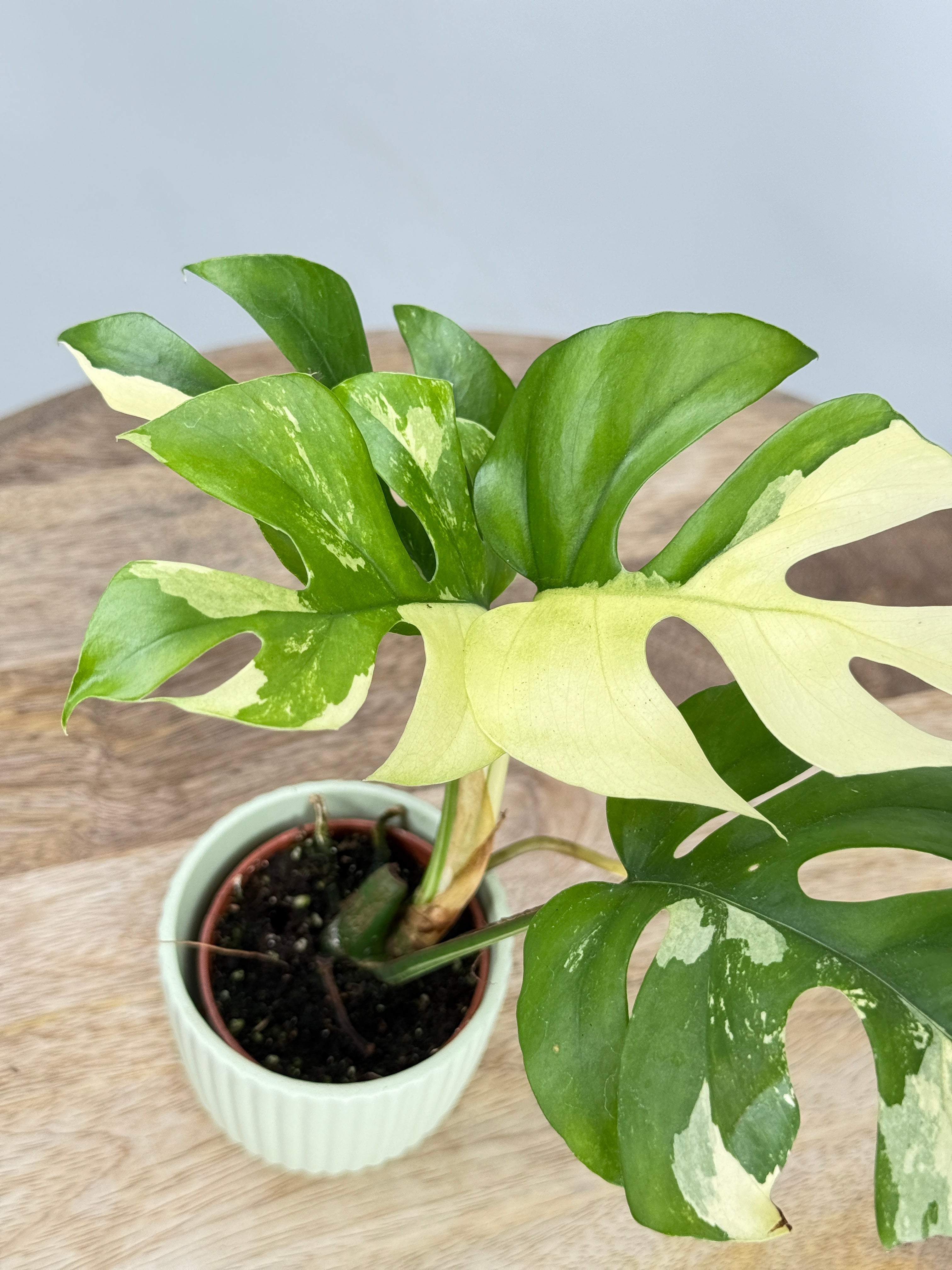 MONSTERA MINIMA VARIEGATA M6