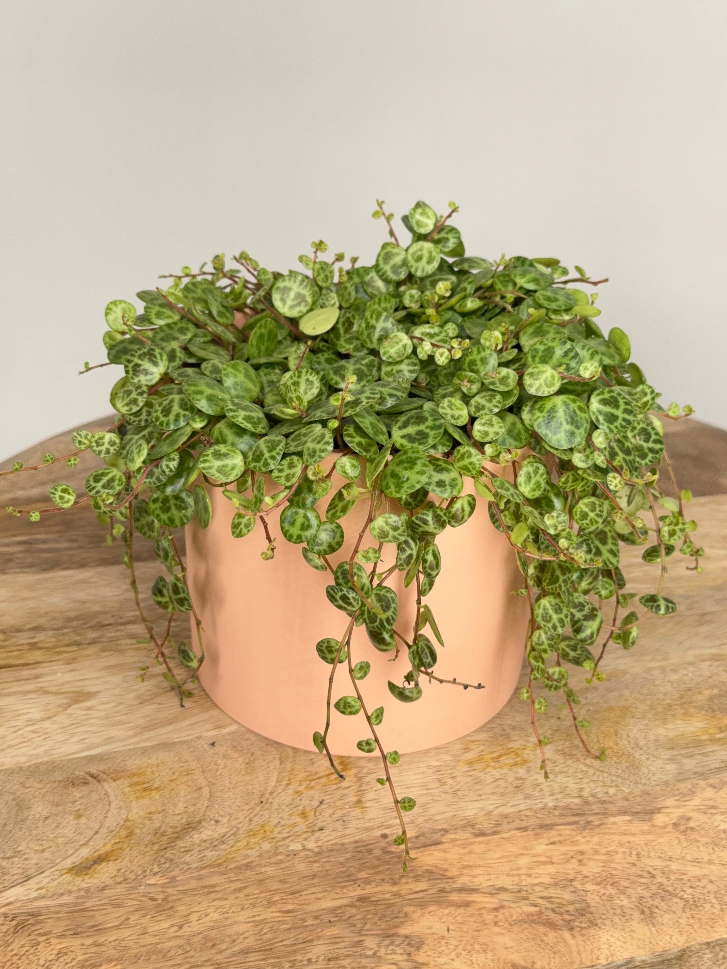PEPEROMIA PROSTRATA M11
