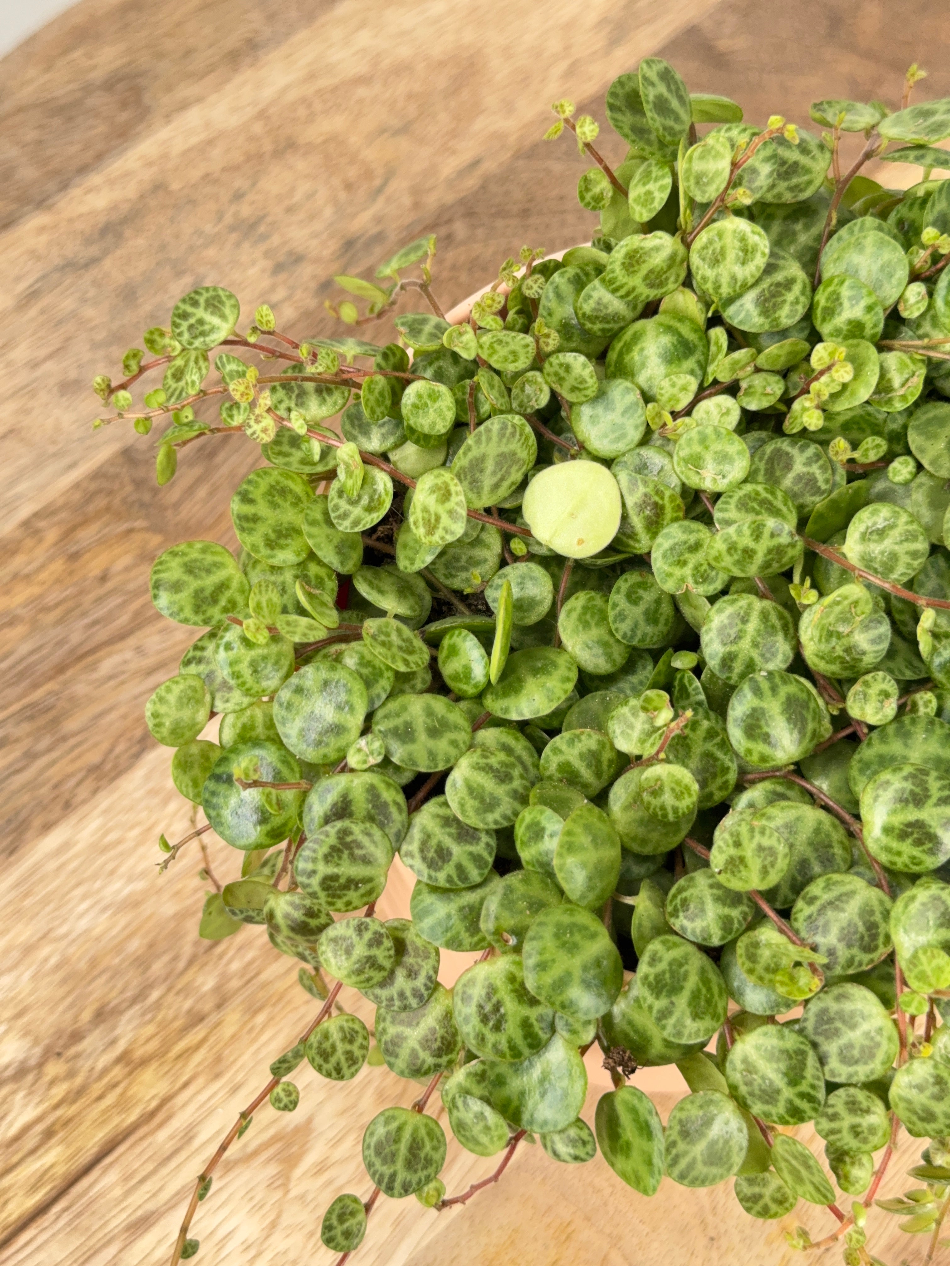 PEPEROMIA PROSTRATA M11