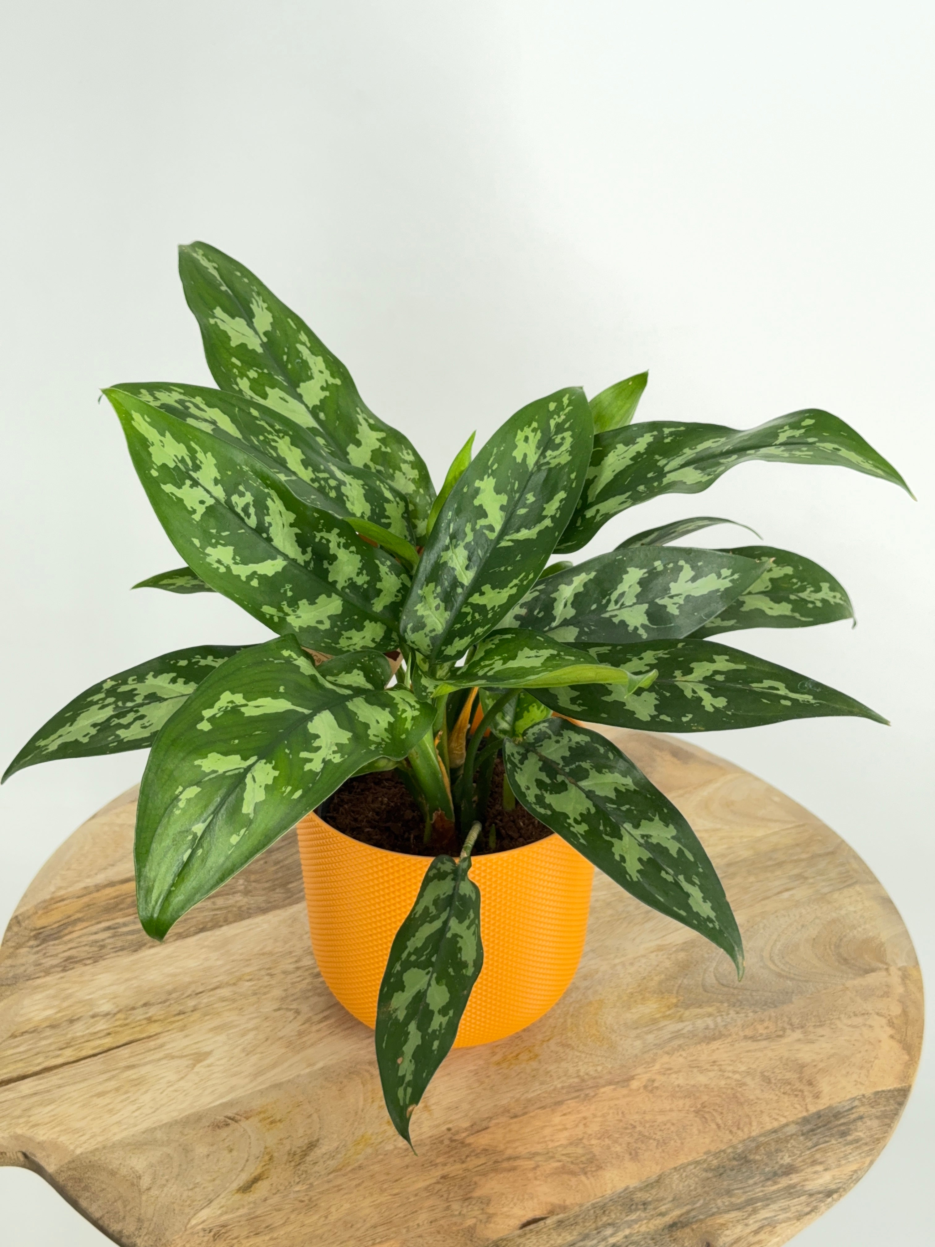 AGLAONEMA MIX M12