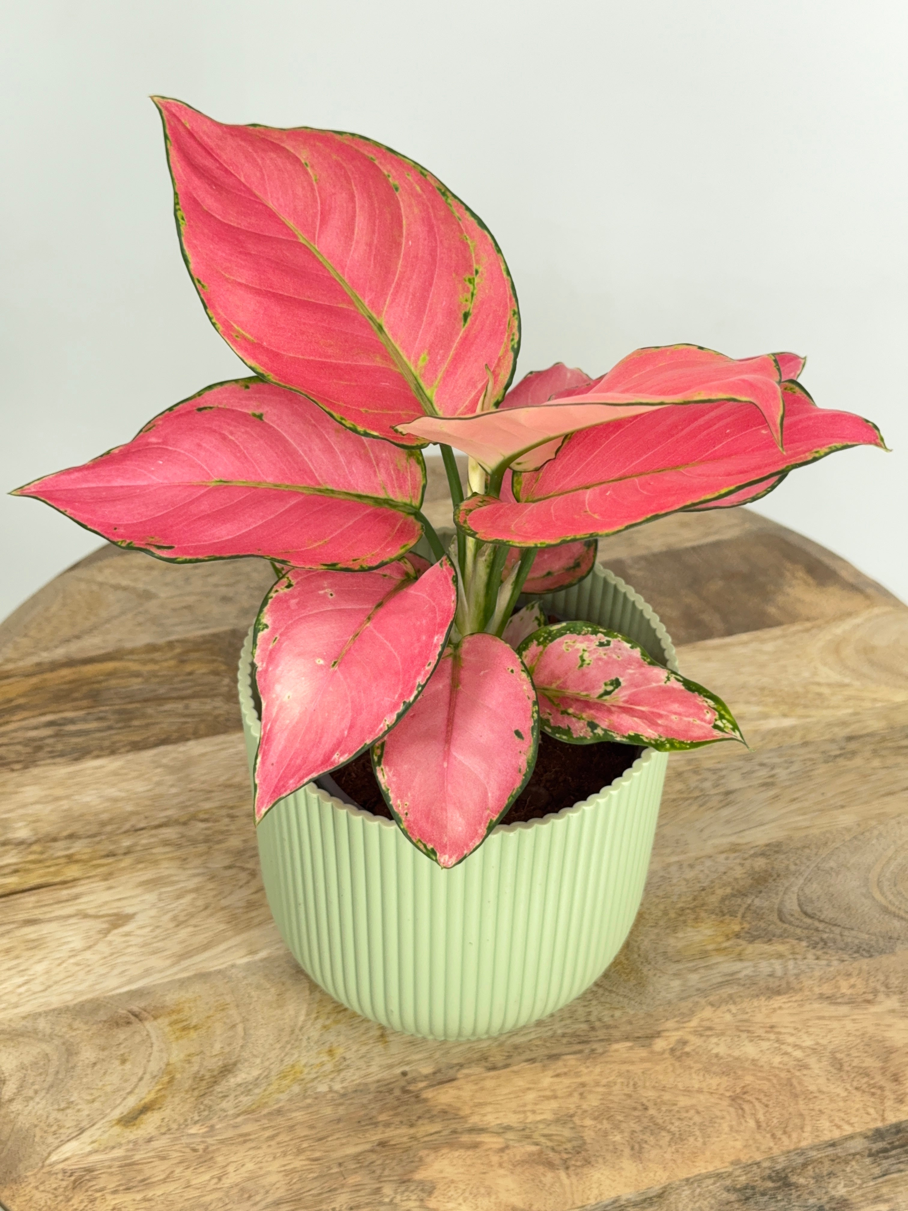 AGLAONEMA MIX M12