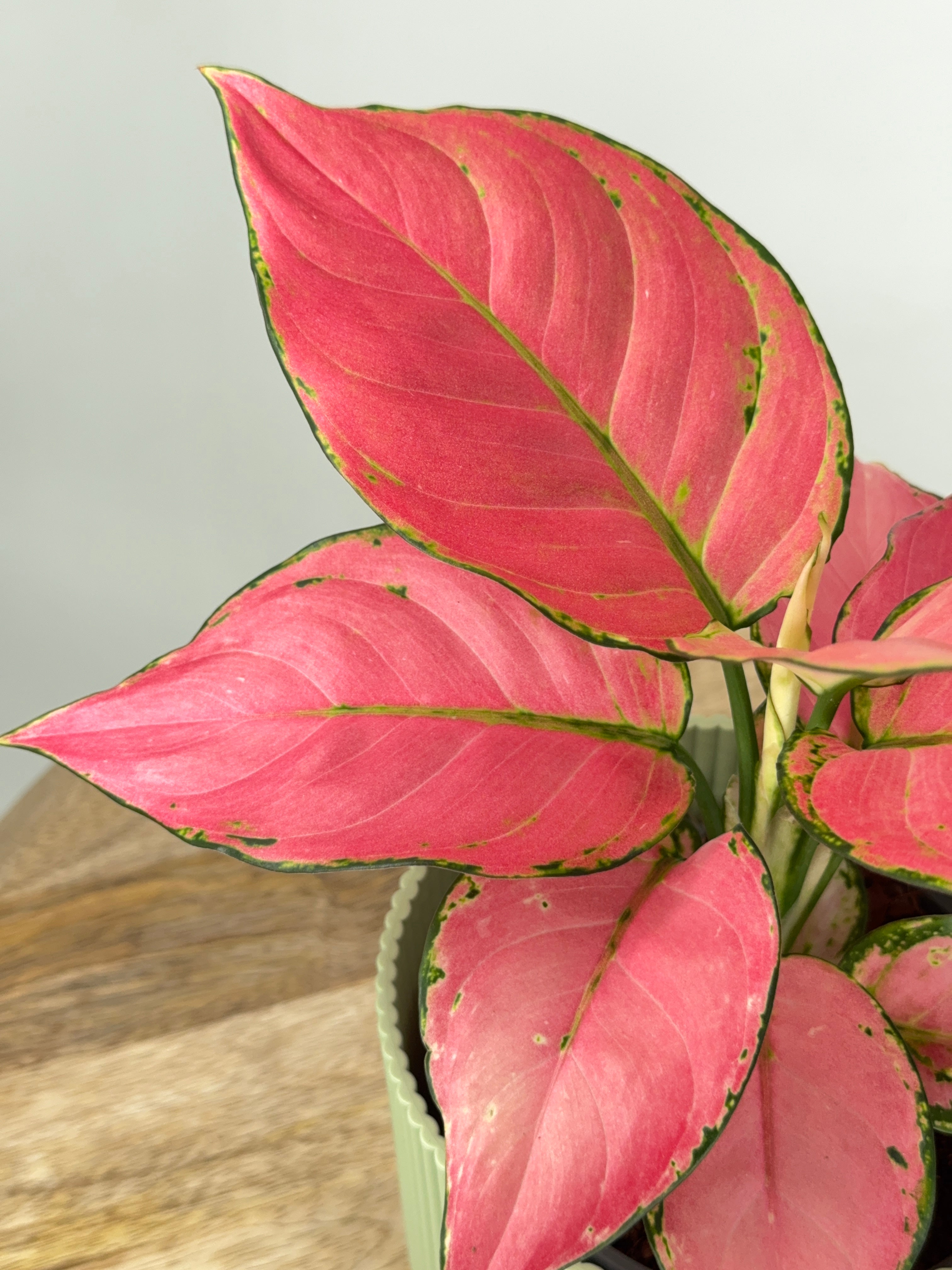 AGLAONEMA MIX M12