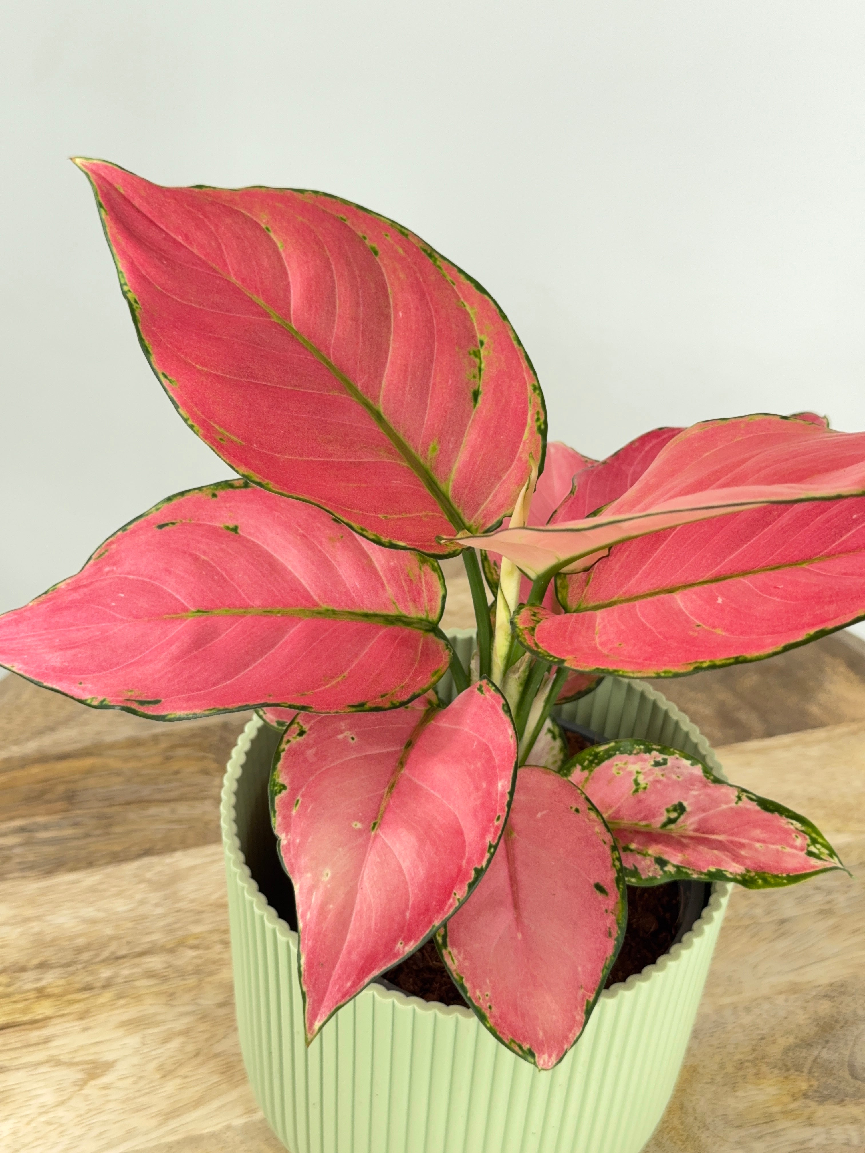AGLAONEMA MIX M12