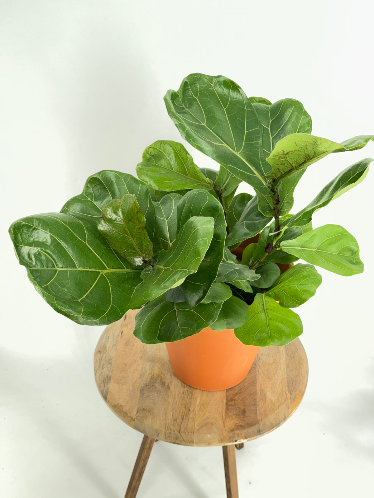 FICUS LYRATA C22 90CM